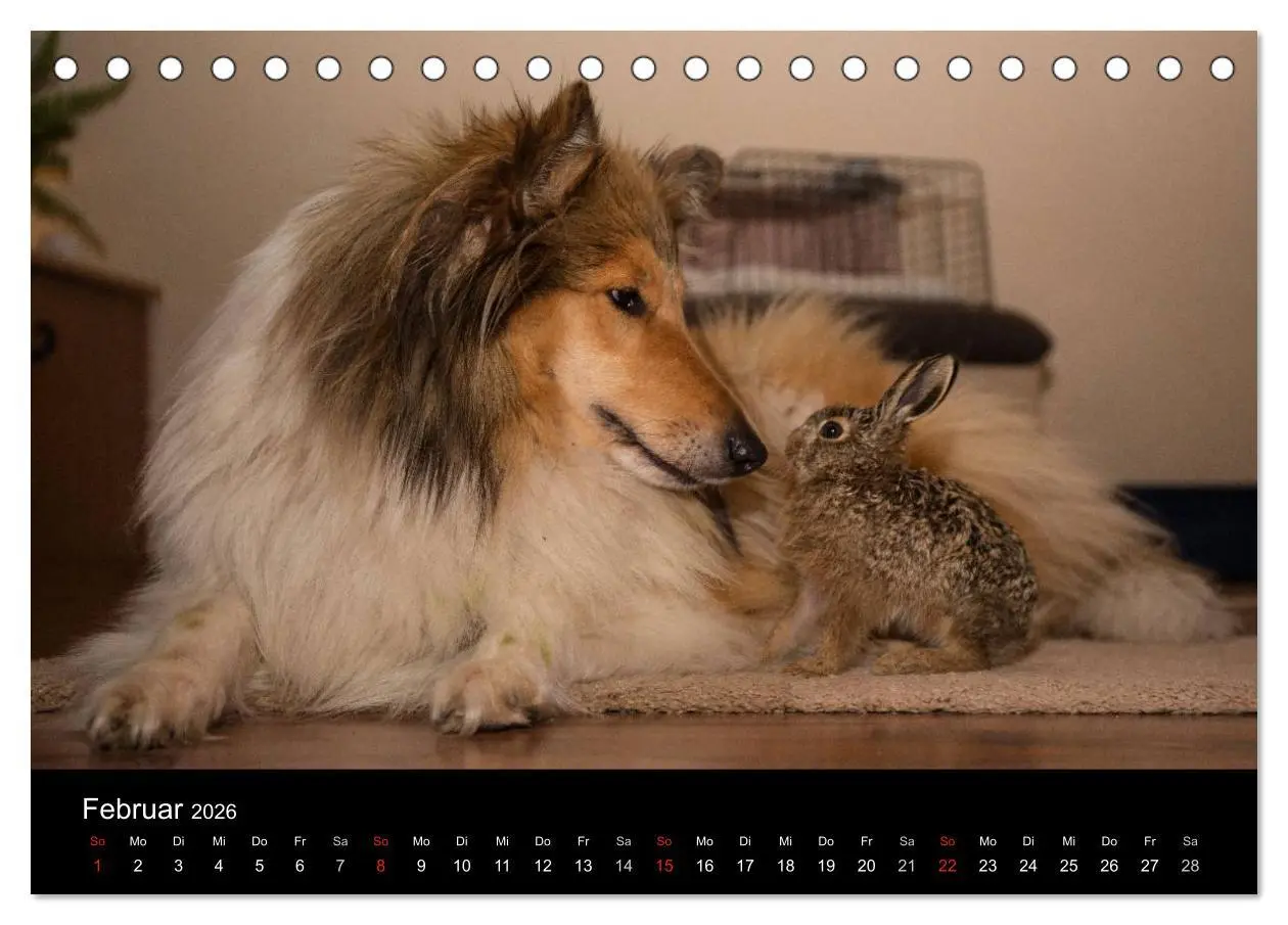 Bild: 9783516001099 | Ziva und ihre Freunde (Tischkalender 2026 DIN A5 quer), CALVENDO...