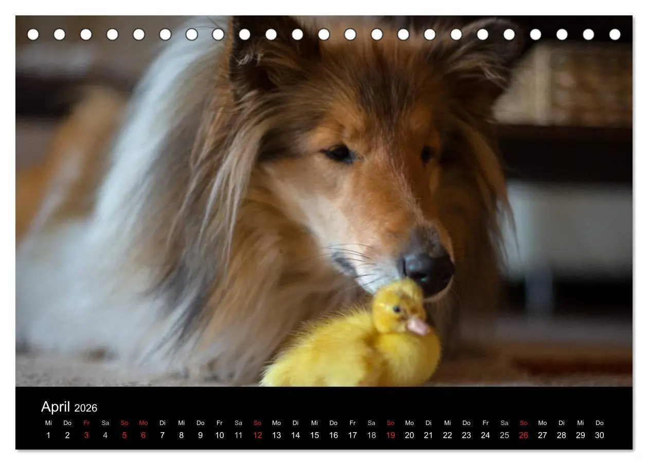 Bild: 9783516001099 | Ziva und ihre Freunde (Tischkalender 2026 DIN A5 quer), CALVENDO...