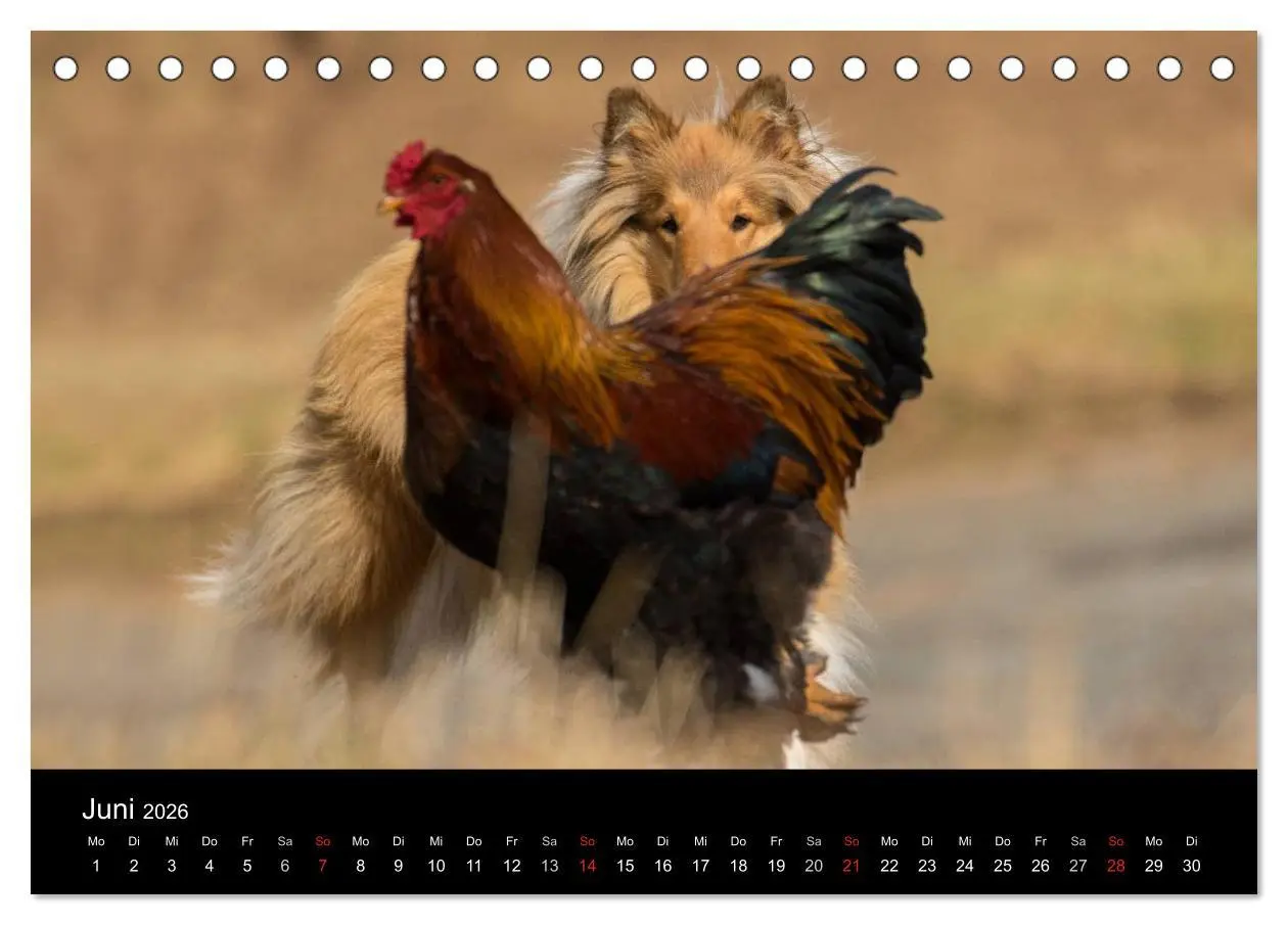 Bild: 9783516001099 | Ziva und ihre Freunde (Tischkalender 2026 DIN A5 quer), CALVENDO...