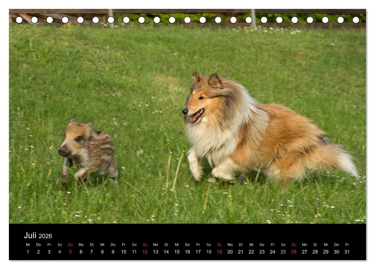 Bild: 9783516001099 | Ziva und ihre Freunde (Tischkalender 2026 DIN A5 quer), CALVENDO...