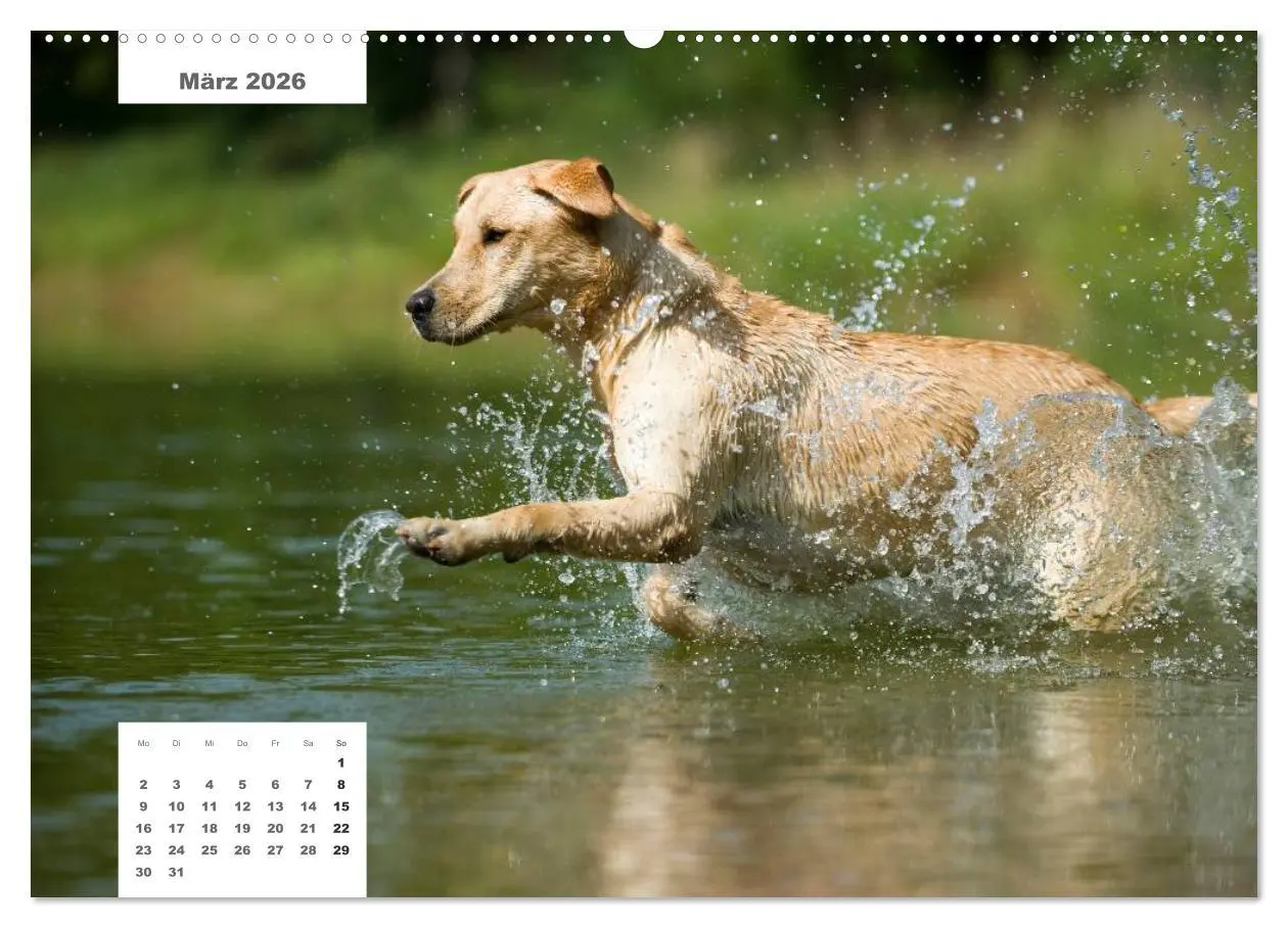 Bild: 9783516161199 | Rassehunde (hochwertiger Premium Wandkalender 2026 DIN A2 quer),...