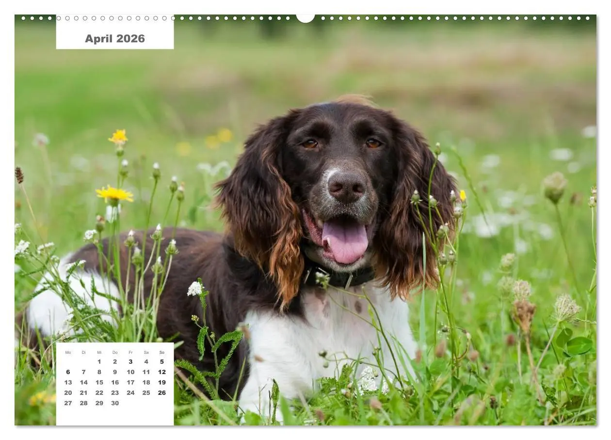 Bild: 9783516161199 | Rassehunde (hochwertiger Premium Wandkalender 2026 DIN A2 quer),...