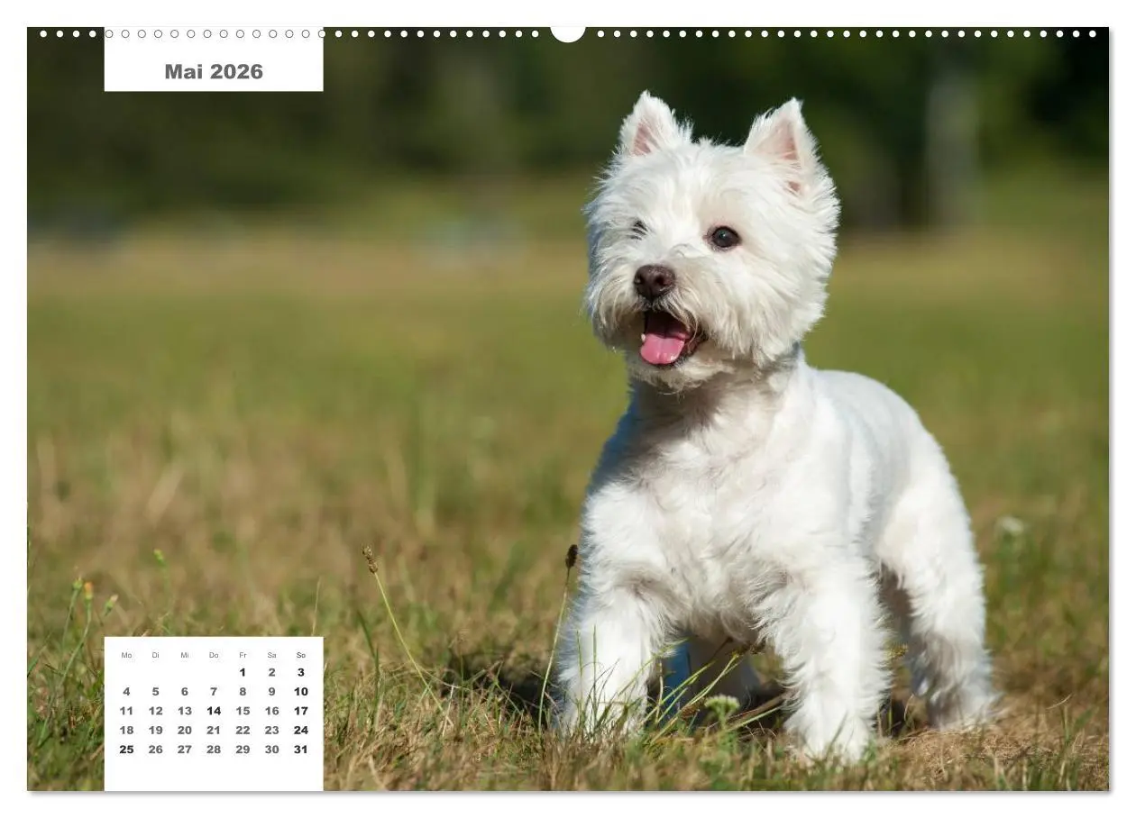 Bild: 9783516161199 | Rassehunde (hochwertiger Premium Wandkalender 2026 DIN A2 quer),...