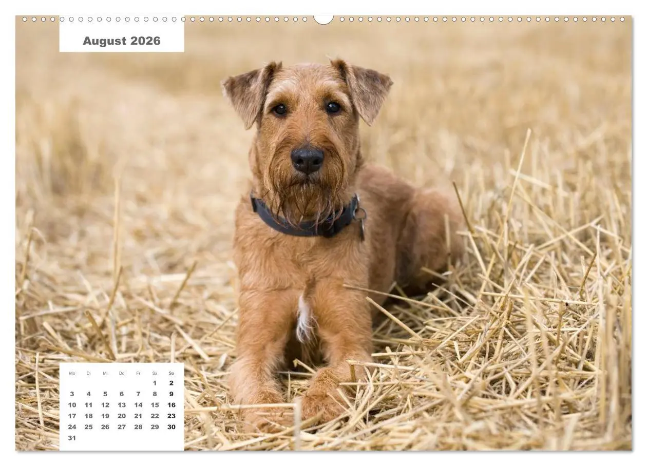 Bild: 9783516161199 | Rassehunde (hochwertiger Premium Wandkalender 2026 DIN A2 quer),...