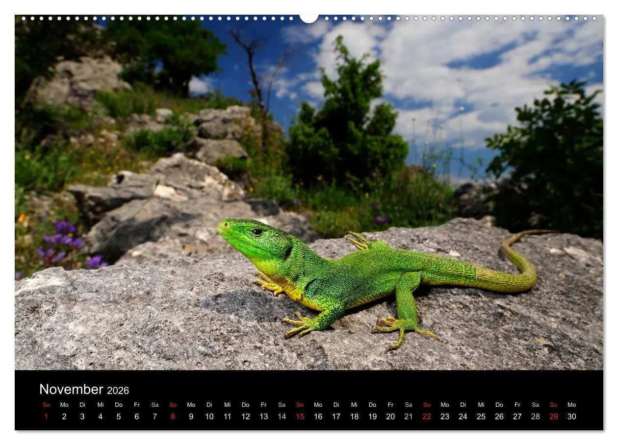 Bild: 9783516151299 | REPTILIEN (hochwertiger Premium Wandkalender 2026 DIN A2 quer),...