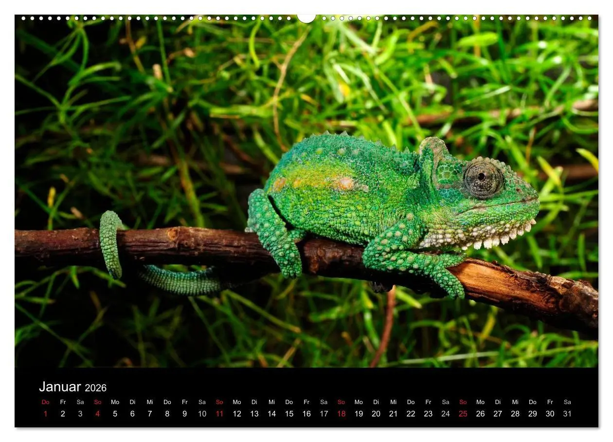 Bild: 9783516151299 | REPTILIEN (hochwertiger Premium Wandkalender 2026 DIN A2 quer),...