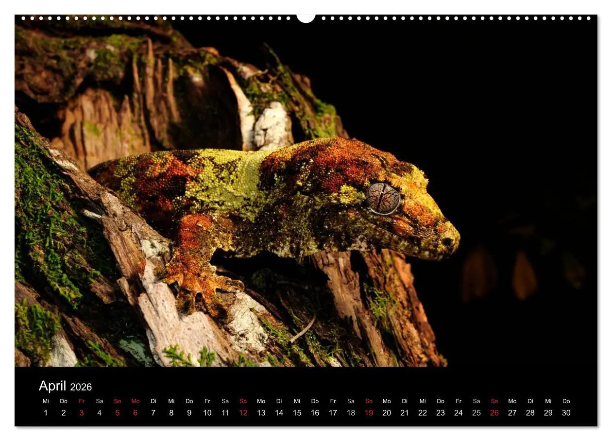 Bild: 9783516151299 | REPTILIEN (hochwertiger Premium Wandkalender 2026 DIN A2 quer),...
