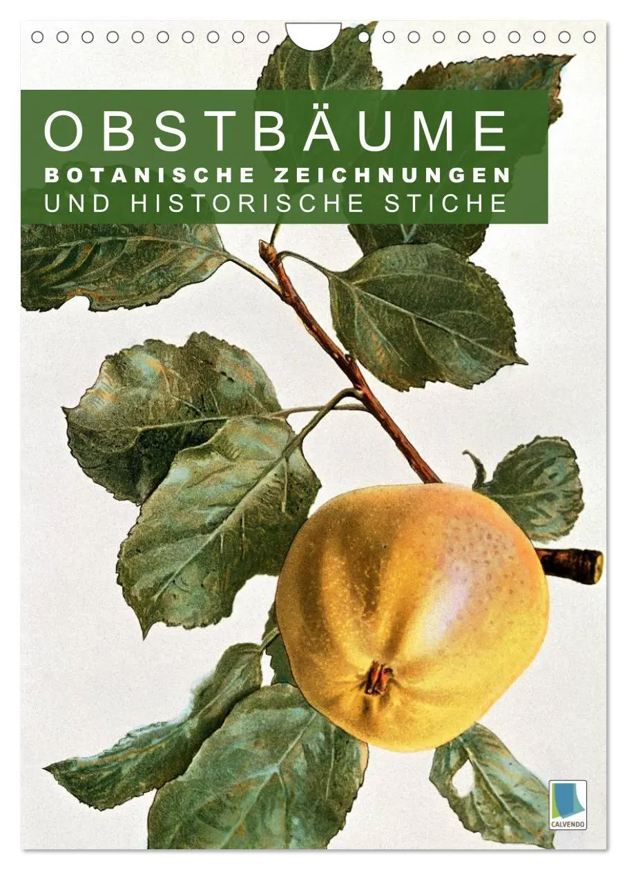 Cover: 9783516451399 | Obstbäume: Botanische Zeichnungen und historische Stiche...