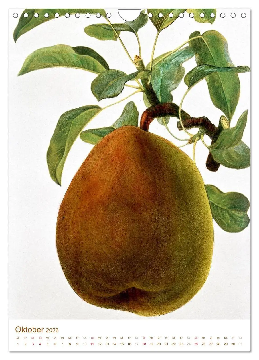 Bild: 9783516451399 | Obstbäume: Botanische Zeichnungen und historische Stiche...