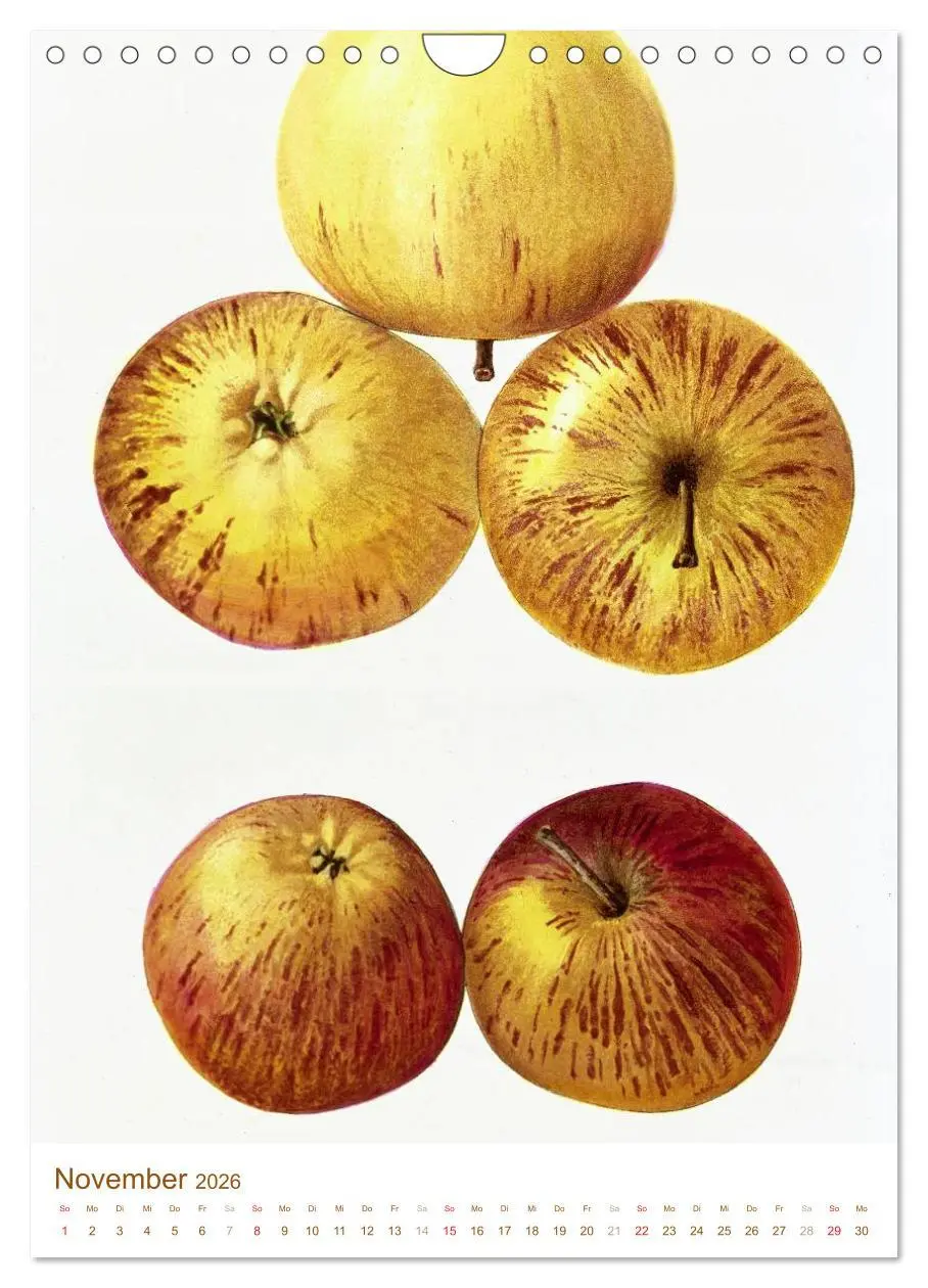 Bild: 9783516451399 | Obstbäume: Botanische Zeichnungen und historische Stiche...