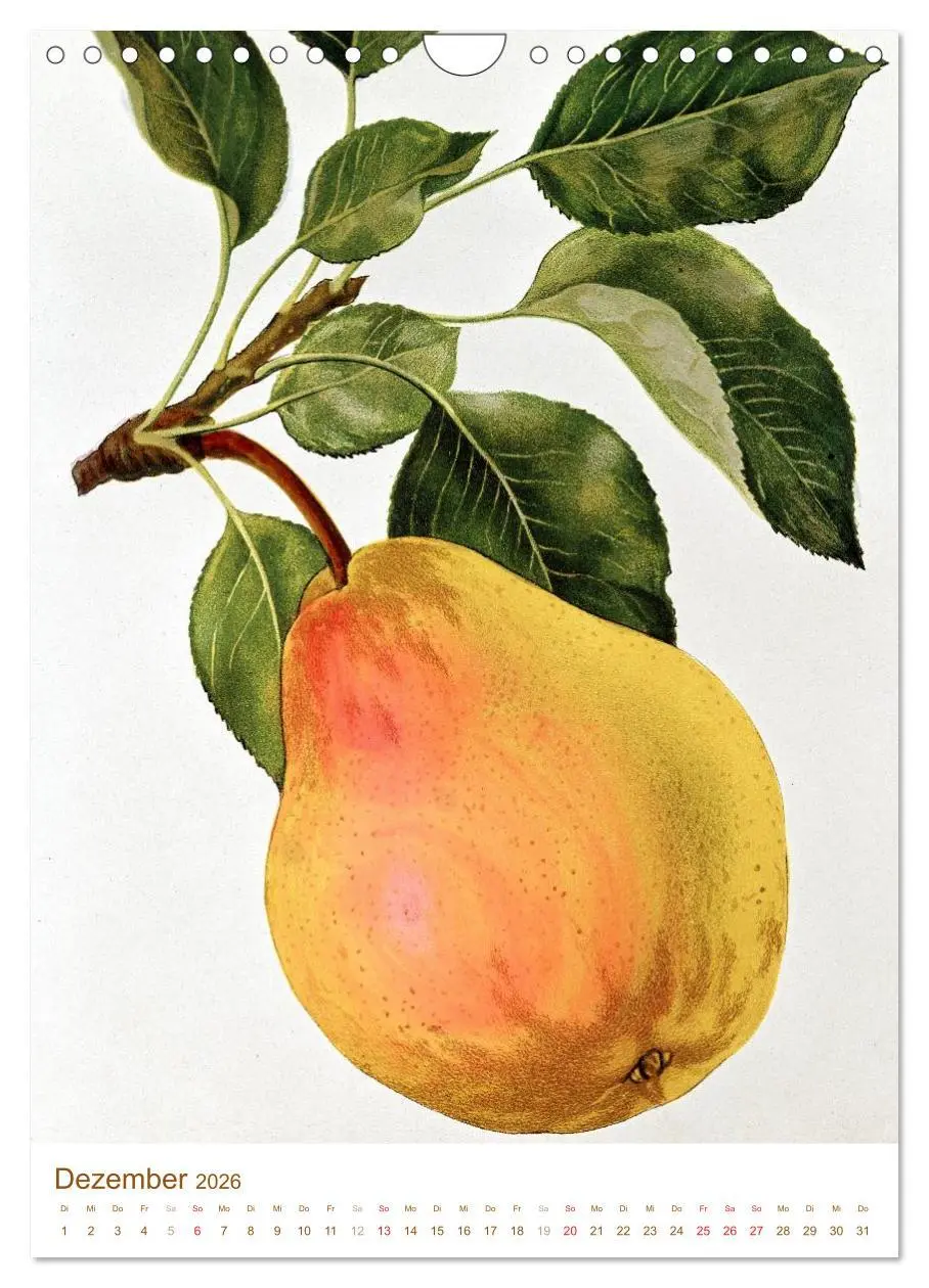 Bild: 9783516451399 | Obstbäume: Botanische Zeichnungen und historische Stiche...