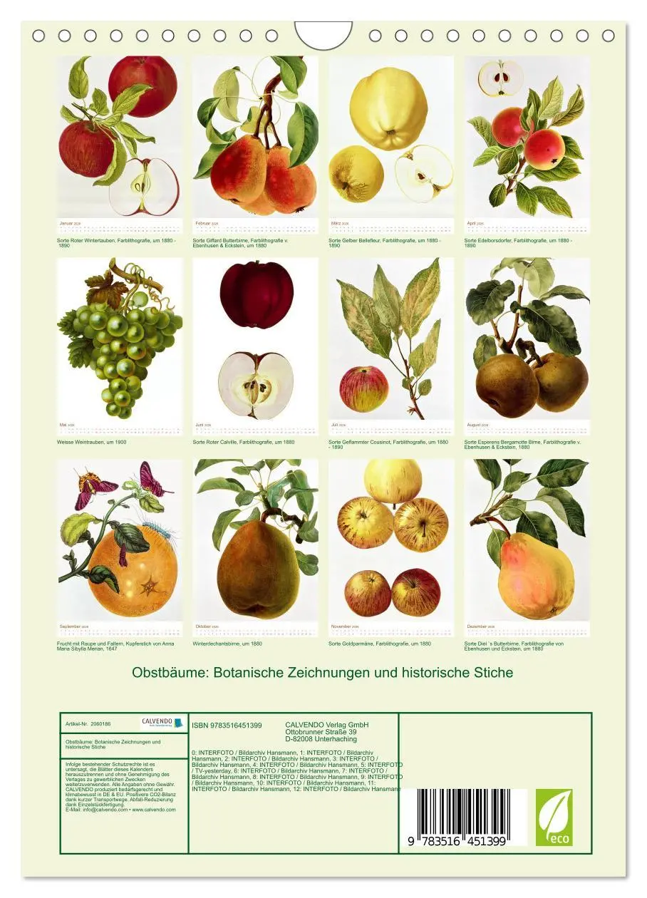Bild: 9783516451399 | Obstbäume: Botanische Zeichnungen und historische Stiche...