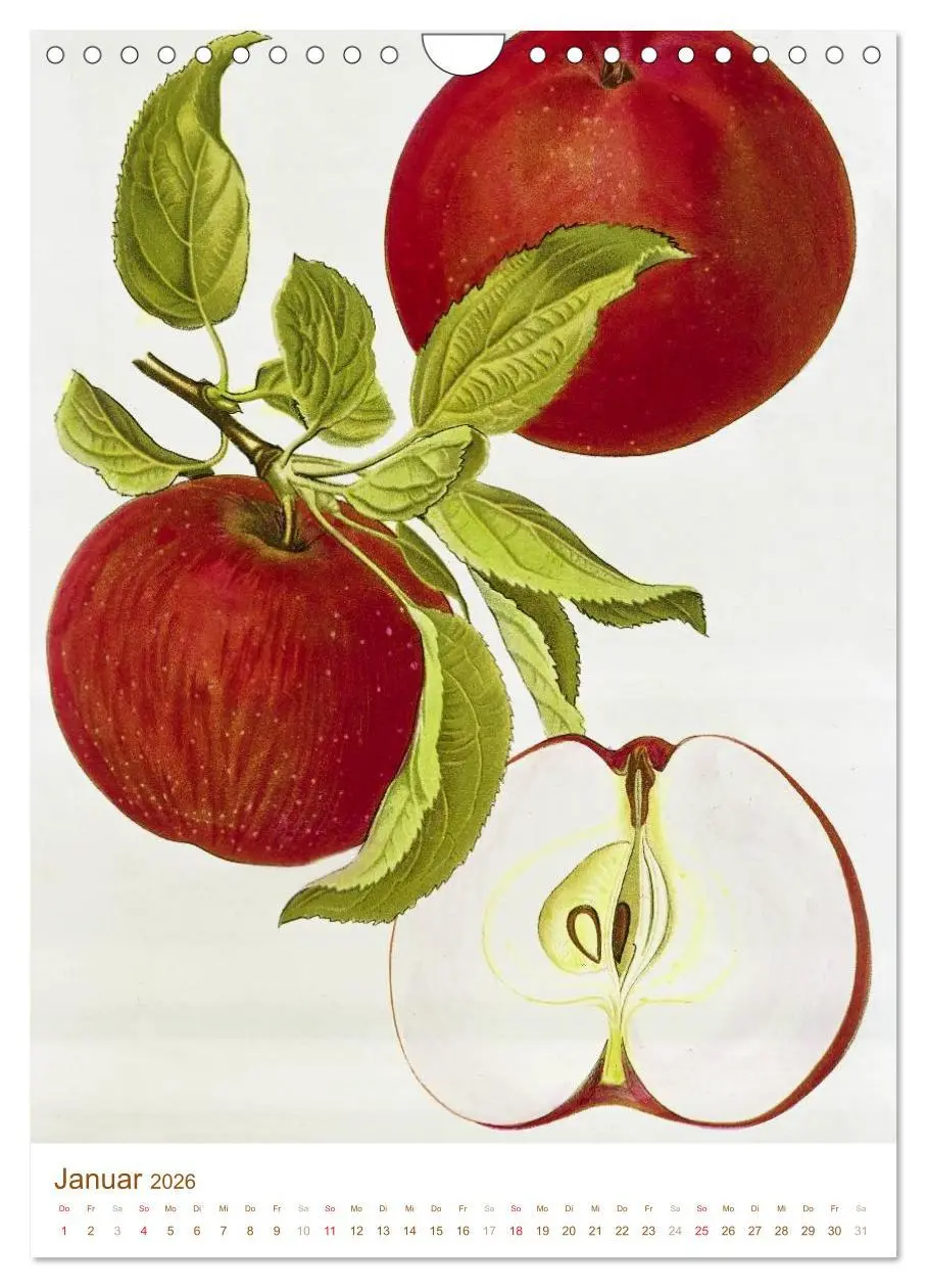 Bild: 9783516451399 | Obstbäume: Botanische Zeichnungen und historische Stiche...