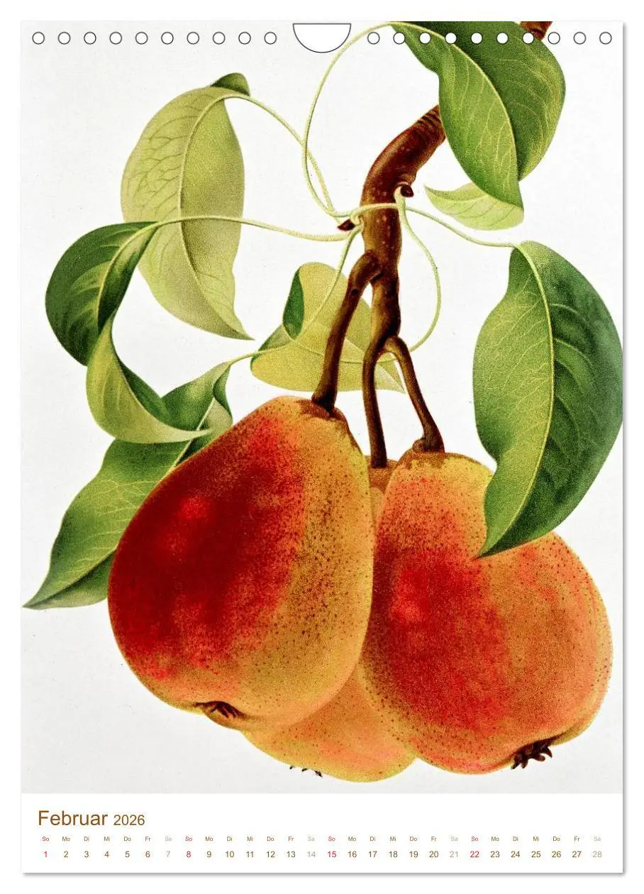 Bild: 9783516451399 | Obstbäume: Botanische Zeichnungen und historische Stiche...