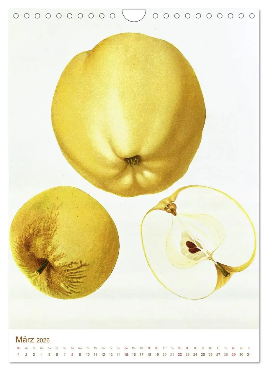 Bild: 9783516451399 | Obstbäume: Botanische Zeichnungen und historische Stiche...