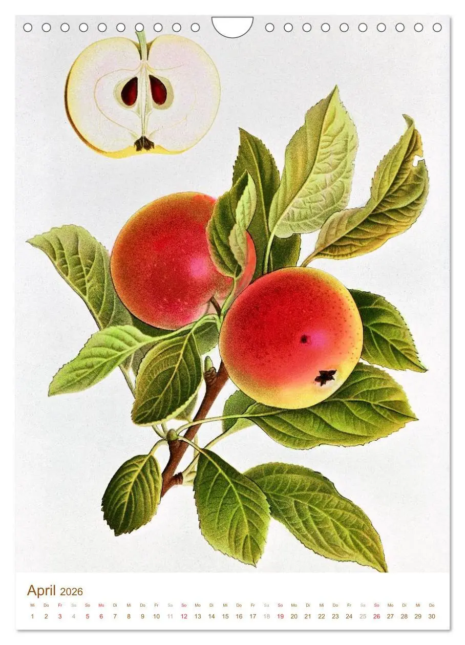Bild: 9783516451399 | Obstbäume: Botanische Zeichnungen und historische Stiche...