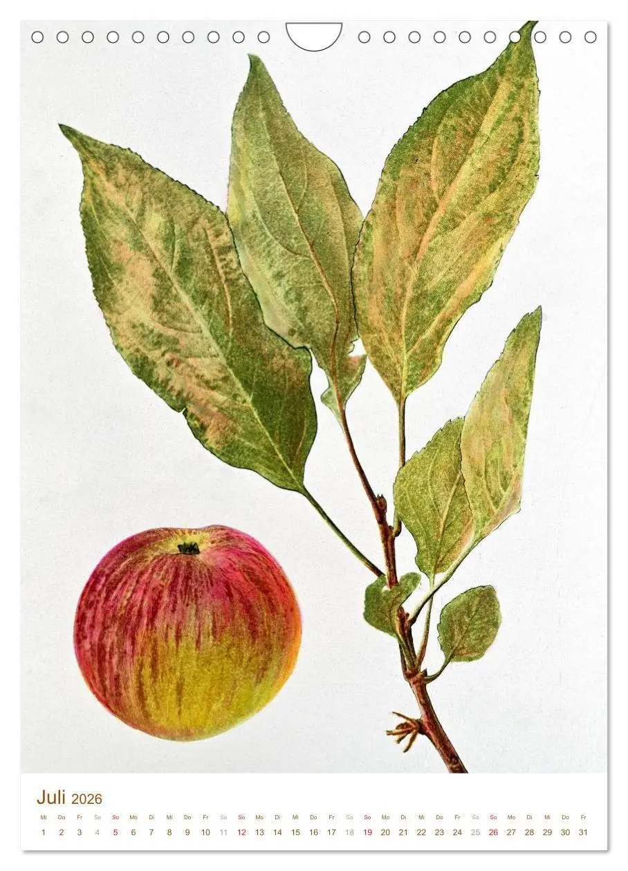 Bild: 9783516451399 | Obstbäume: Botanische Zeichnungen und historische Stiche...