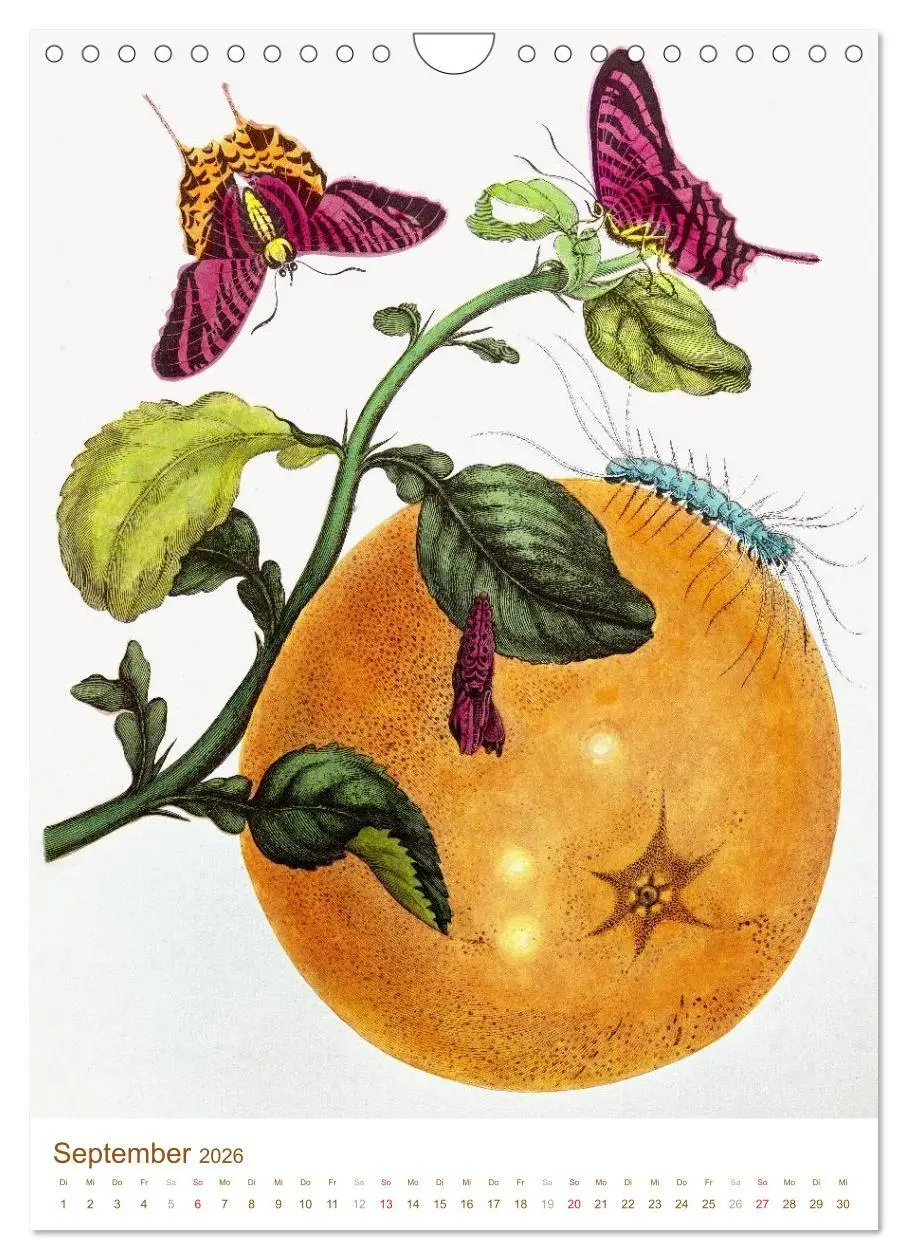 Bild: 9783516451399 | Obstbäume: Botanische Zeichnungen und historische Stiche...