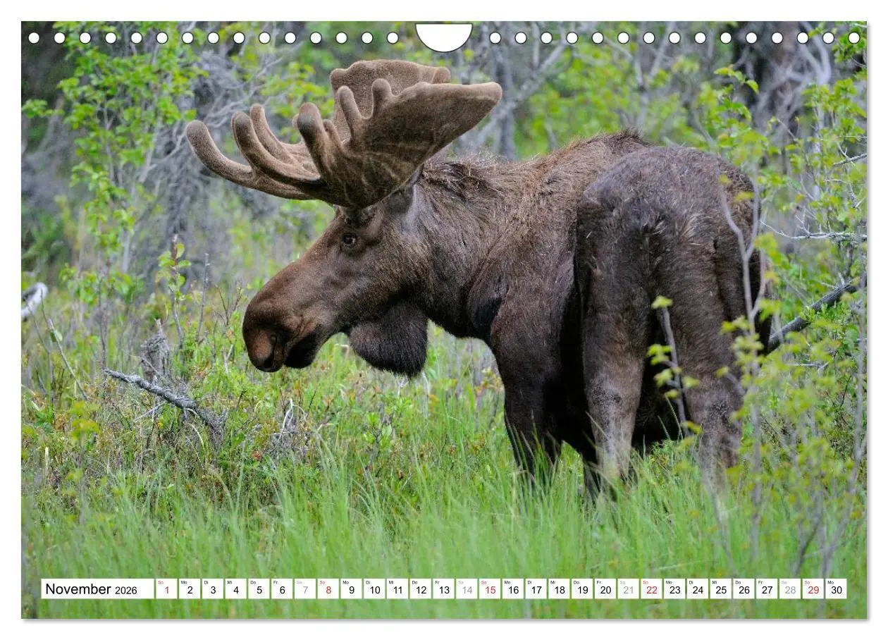 Bild: 9783516061499 | Alaska - Lockruf der Wildnis (Wandkalender 2026 DIN A4 quer),...