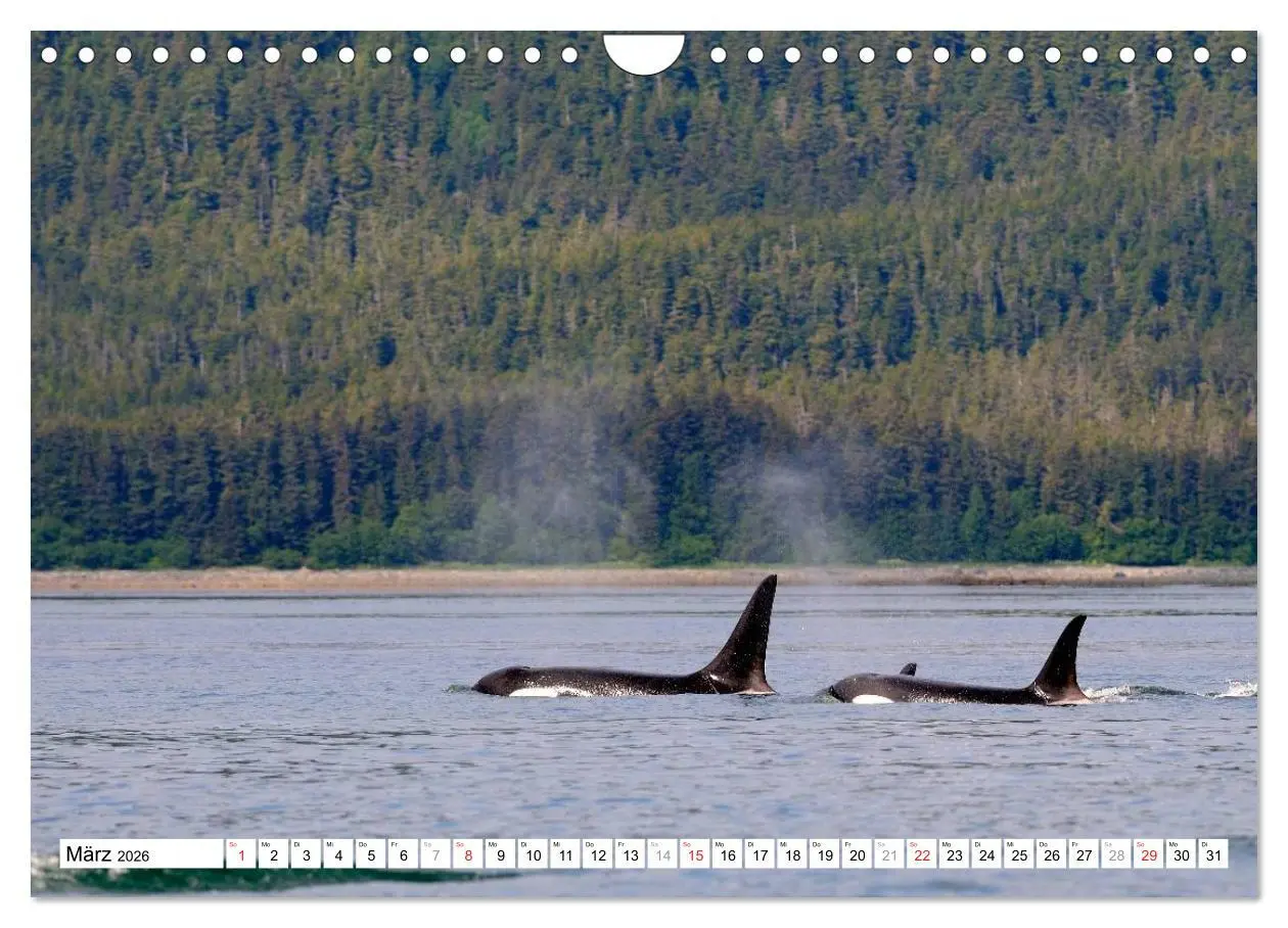 Bild: 9783516061499 | Alaska - Lockruf der Wildnis (Wandkalender 2026 DIN A4 quer),...