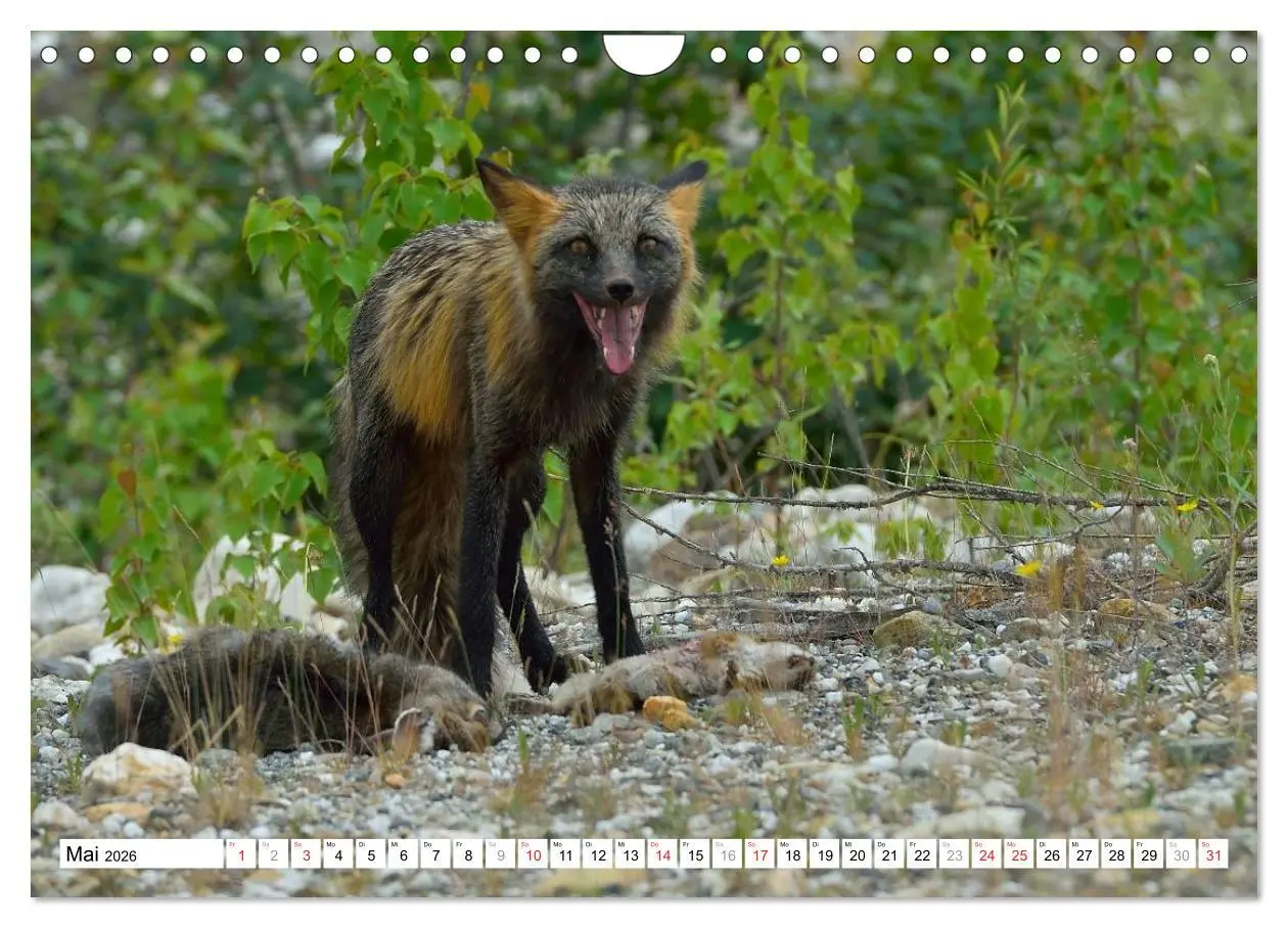 Bild: 9783516061499 | Alaska - Lockruf der Wildnis (Wandkalender 2026 DIN A4 quer),...
