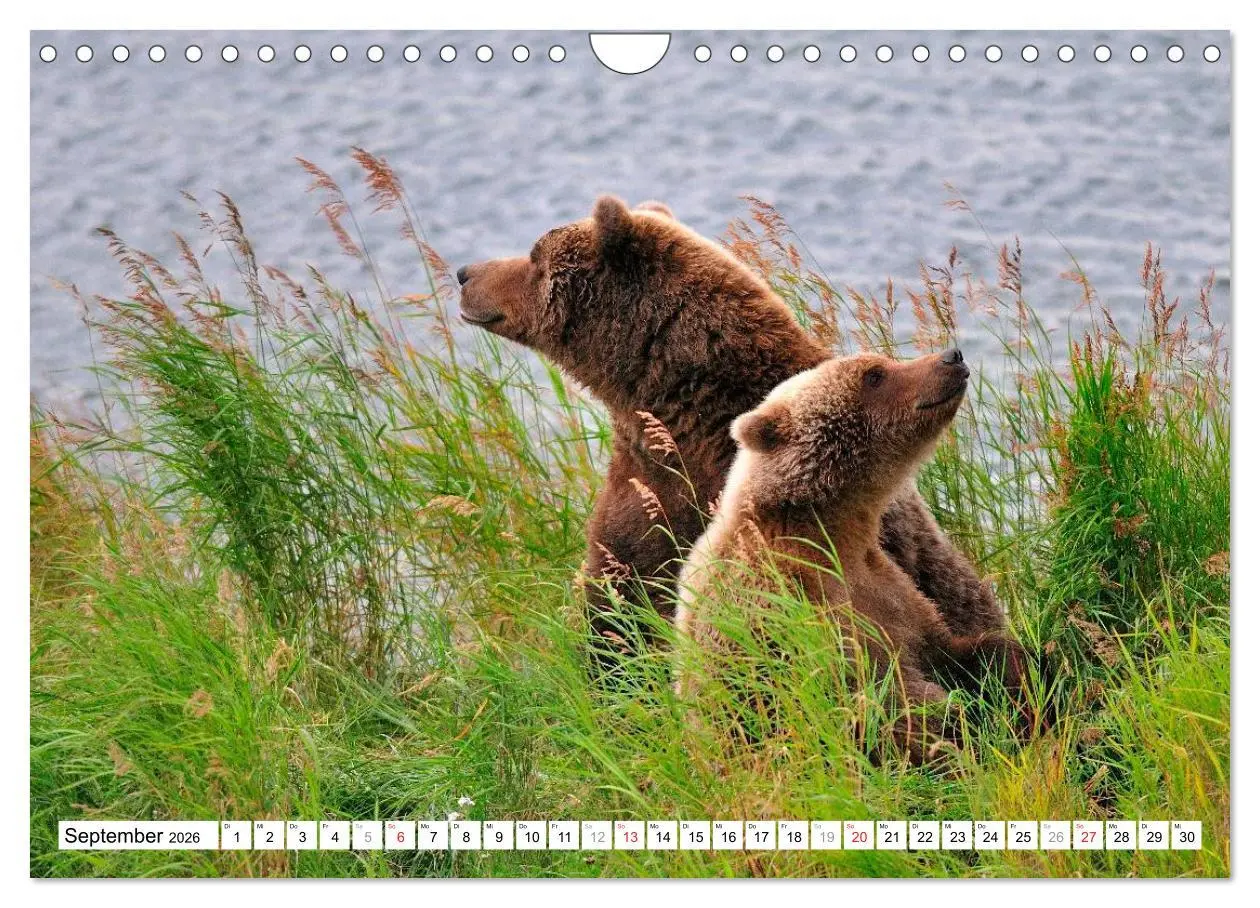 Bild: 9783516061499 | Alaska - Lockruf der Wildnis (Wandkalender 2026 DIN A4 quer),...