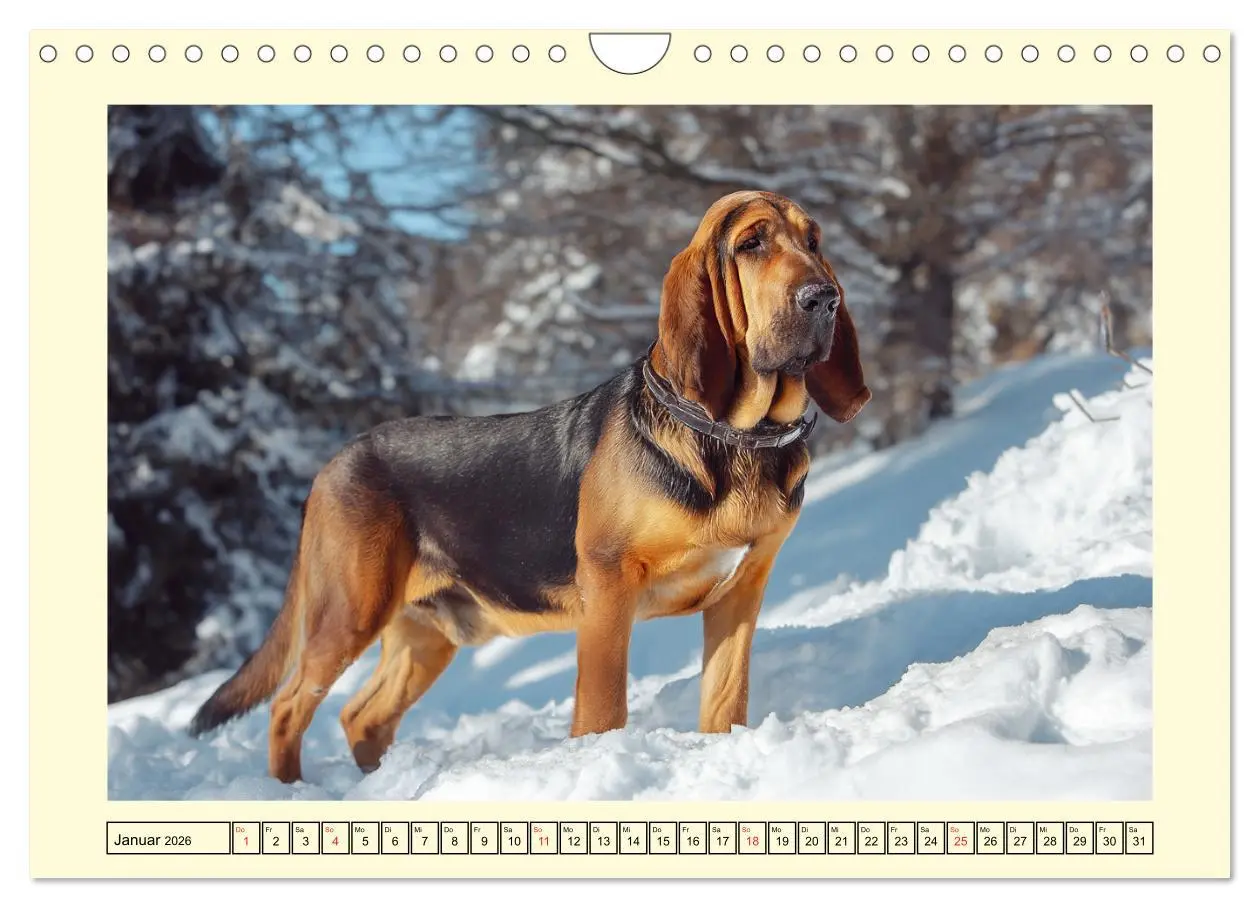 Bild: 9783457721599 | Bloodhound Momente. Zielstrebige Schnüffler mit treuer Seele...