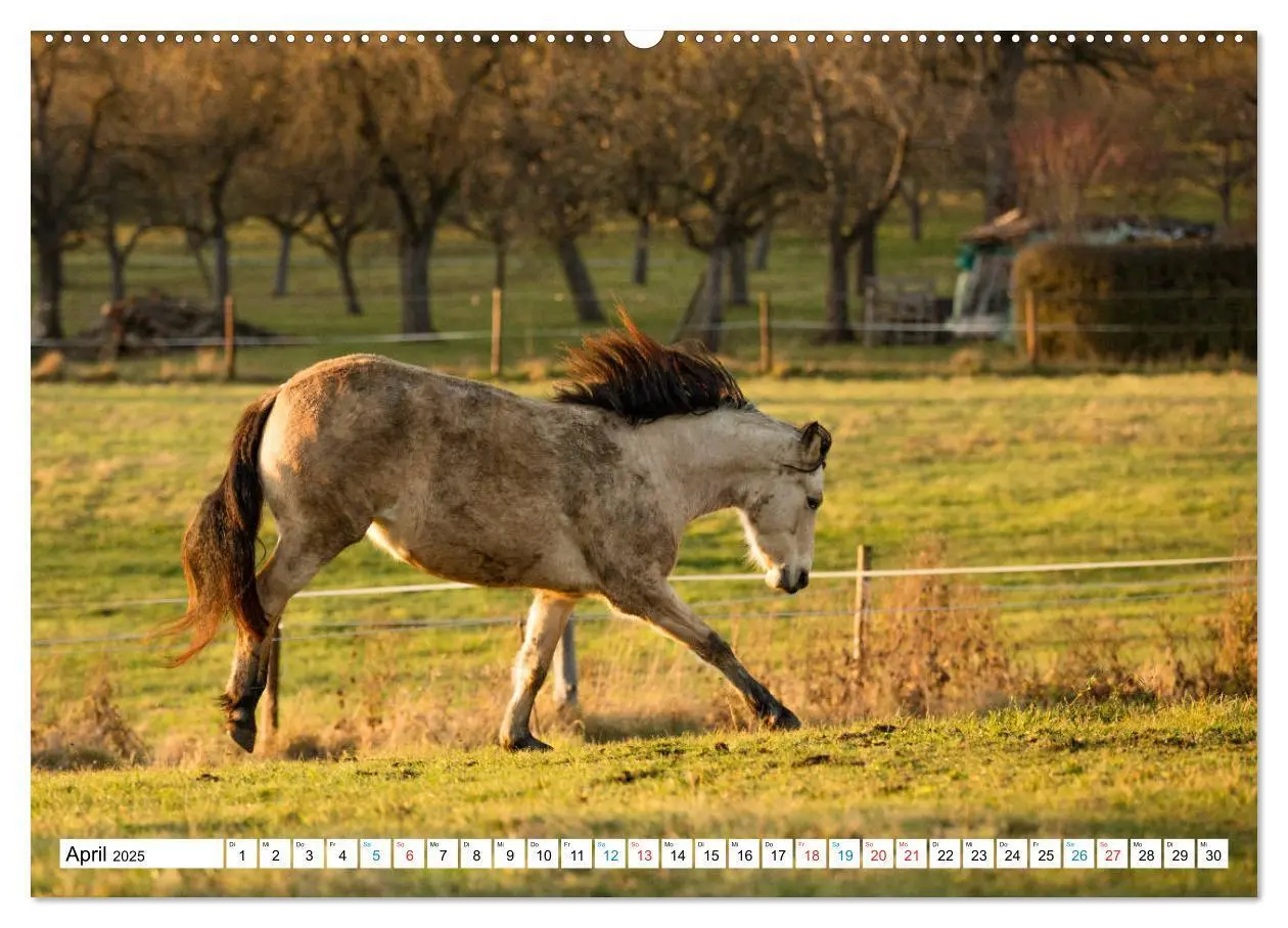 Bild: 9783435171699 | Durch das Jahr mit dem Connemara Pony Holly (Wandkalender 2025 DIN...