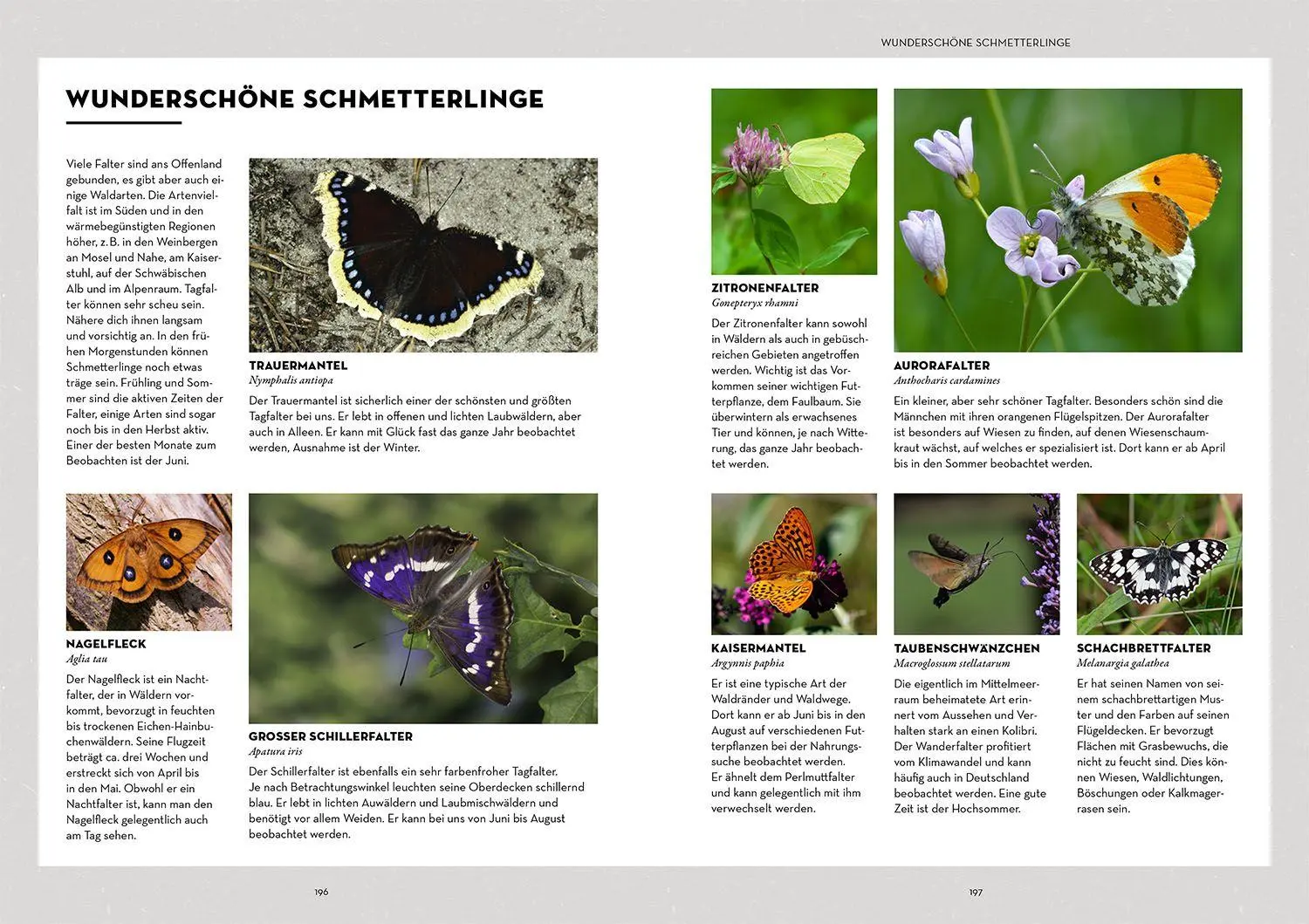 Bild: 9783440181799 | Tiere beobachten mit dem Wildtierguide | Patrick Hundorf | Taschenbuch