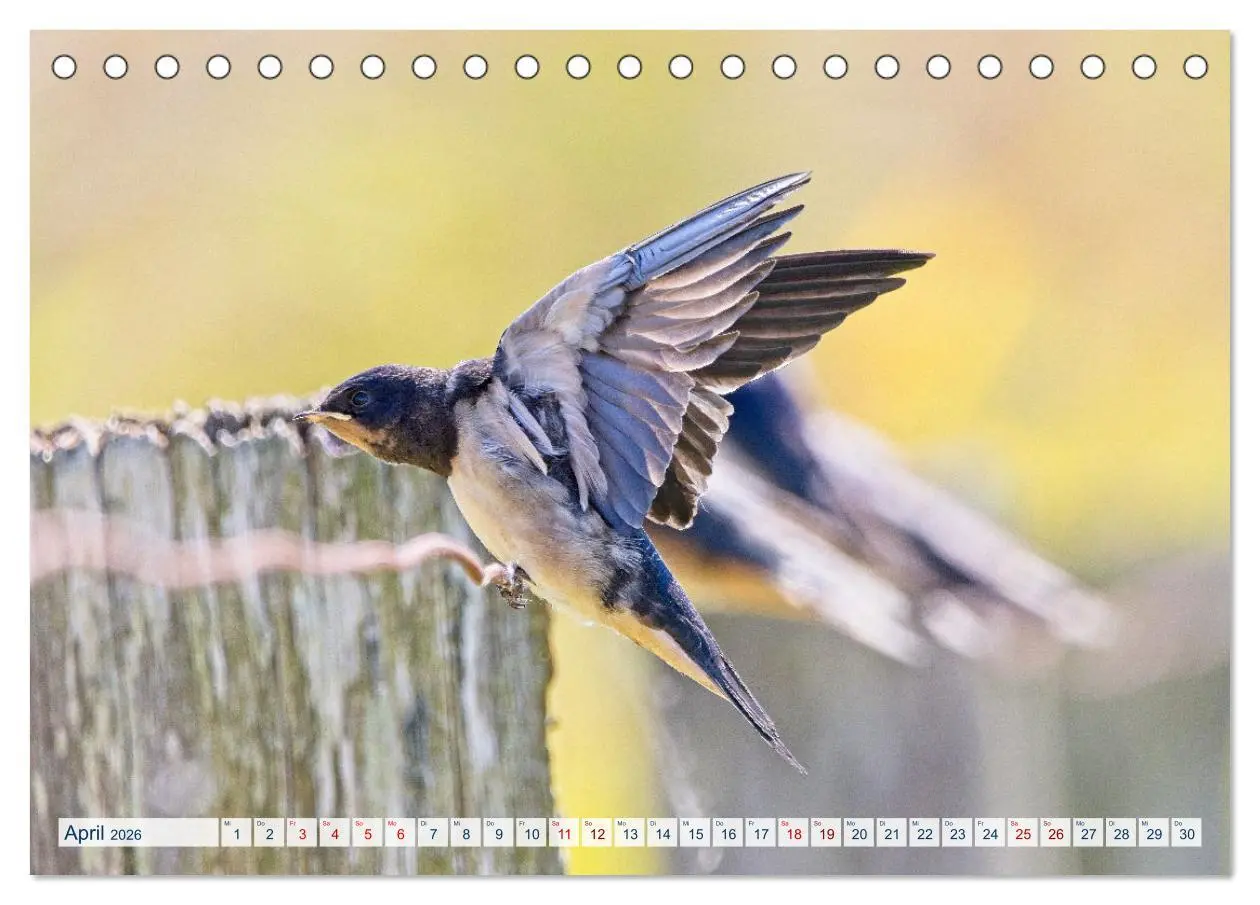 Bild: 9783457491799 | Rauchschwalben - Boten des Sommers (Tischkalender 2026 DIN A5...