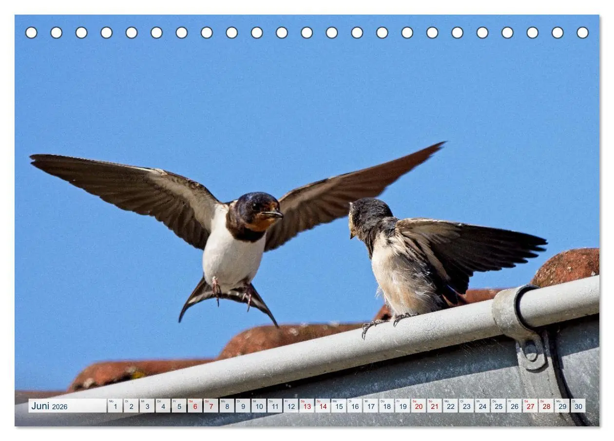 Bild: 9783457491799 | Rauchschwalben - Boten des Sommers (Tischkalender 2026 DIN A5...