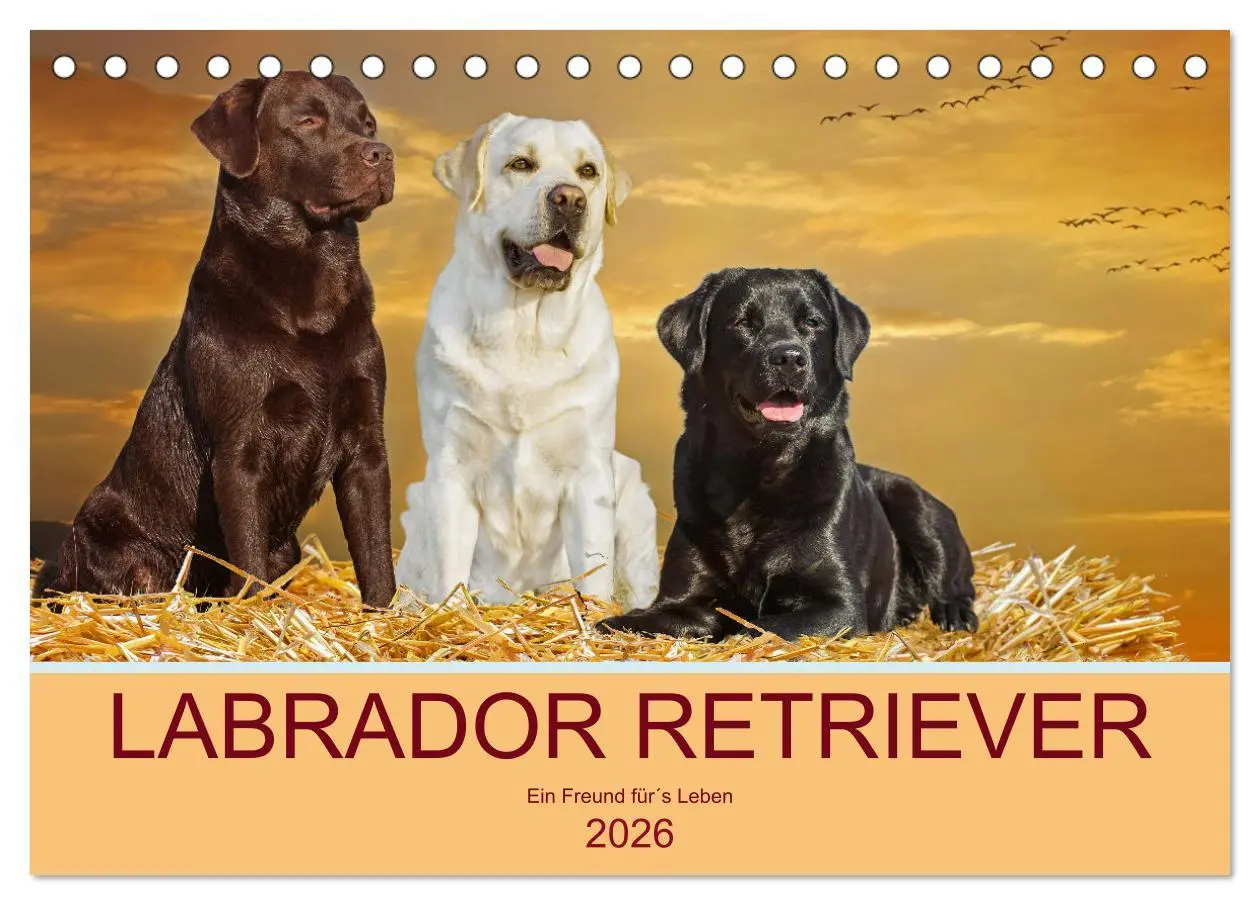 Cover: 9783457631799 | Labrador Retriever - Ein Freund für´s Leben (Tischkalender 2026 DIN...