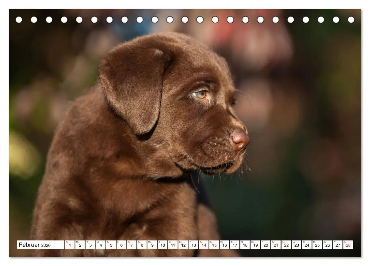 Bild: 9783457631799 | Labrador Retriever - Ein Freund für´s Leben (Tischkalender 2026 DIN...