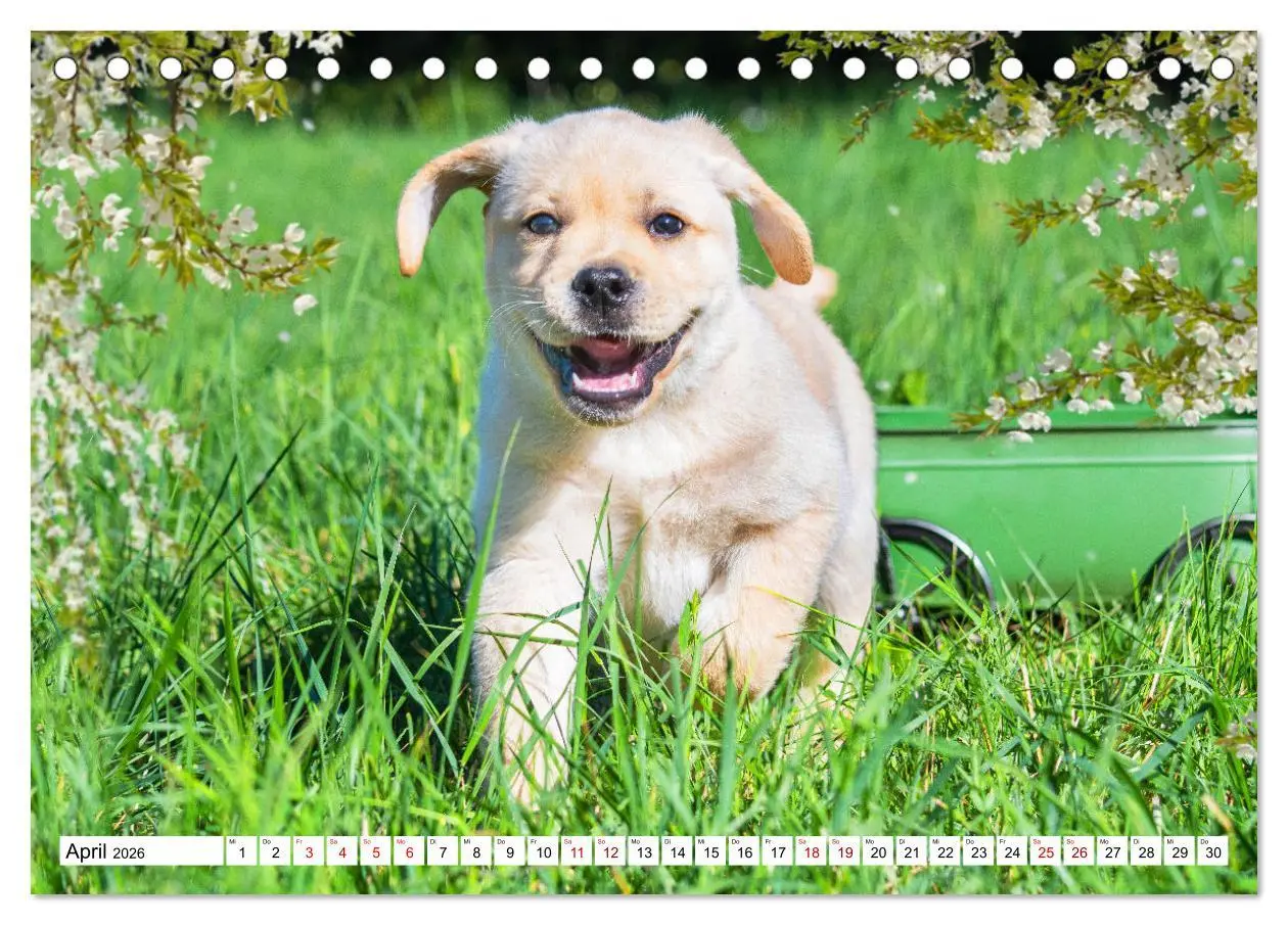 Bild: 9783457631799 | Labrador Retriever - Ein Freund für´s Leben (Tischkalender 2026 DIN...