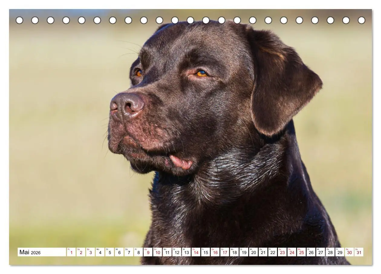 Bild: 9783457631799 | Labrador Retriever - Ein Freund für´s Leben (Tischkalender 2026 DIN...