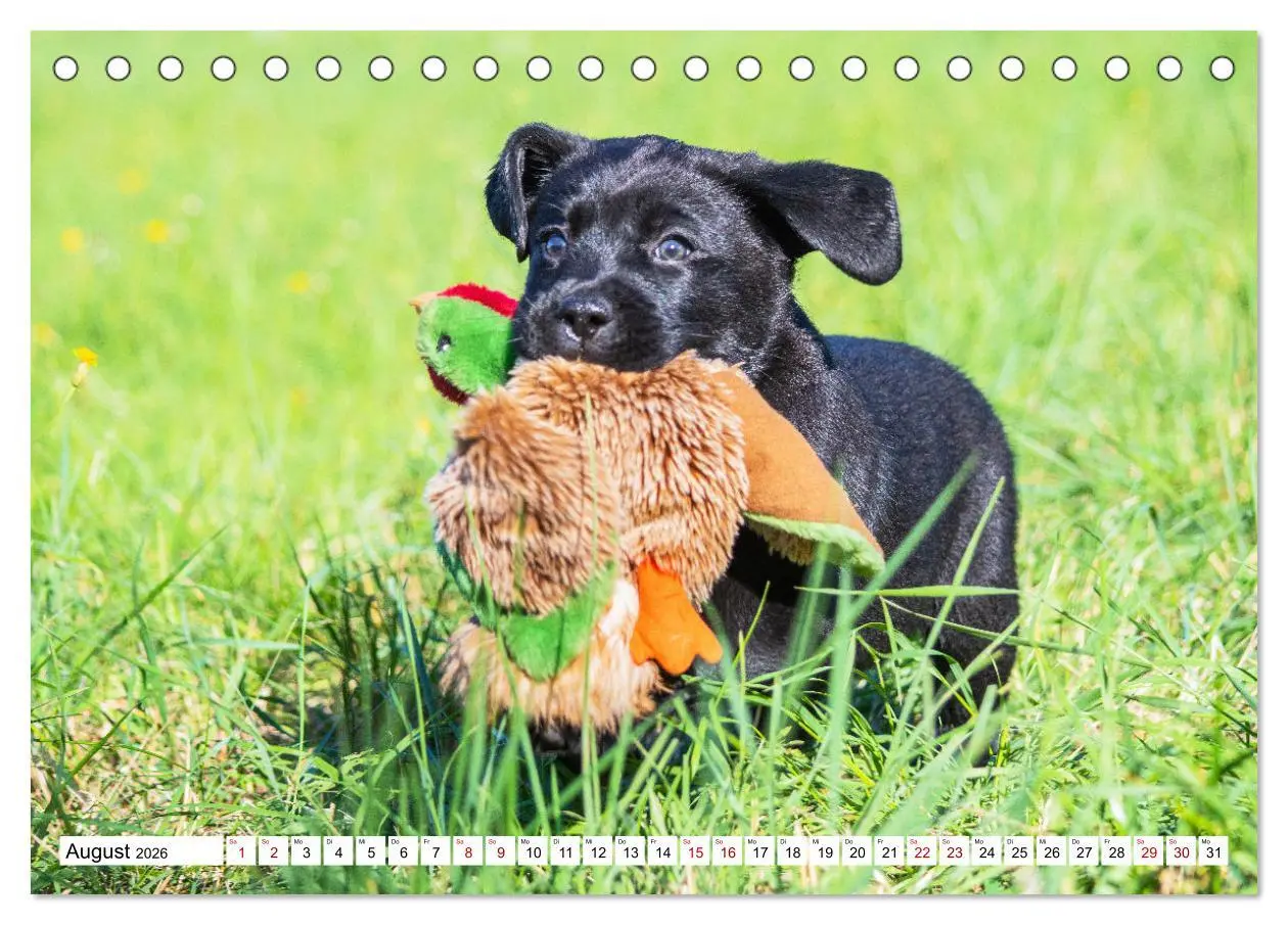 Bild: 9783457631799 | Labrador Retriever - Ein Freund für´s Leben (Tischkalender 2026 DIN...