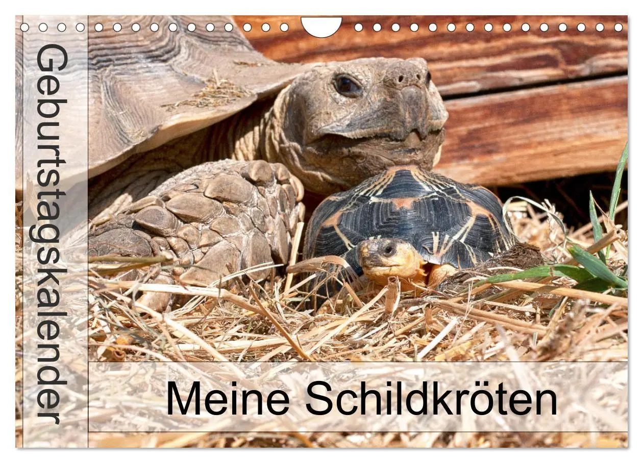 Cover: 9783457701799 | Meine Schildkröten - Geburtstagskalender (Wandkalender 2026 DIN A4...