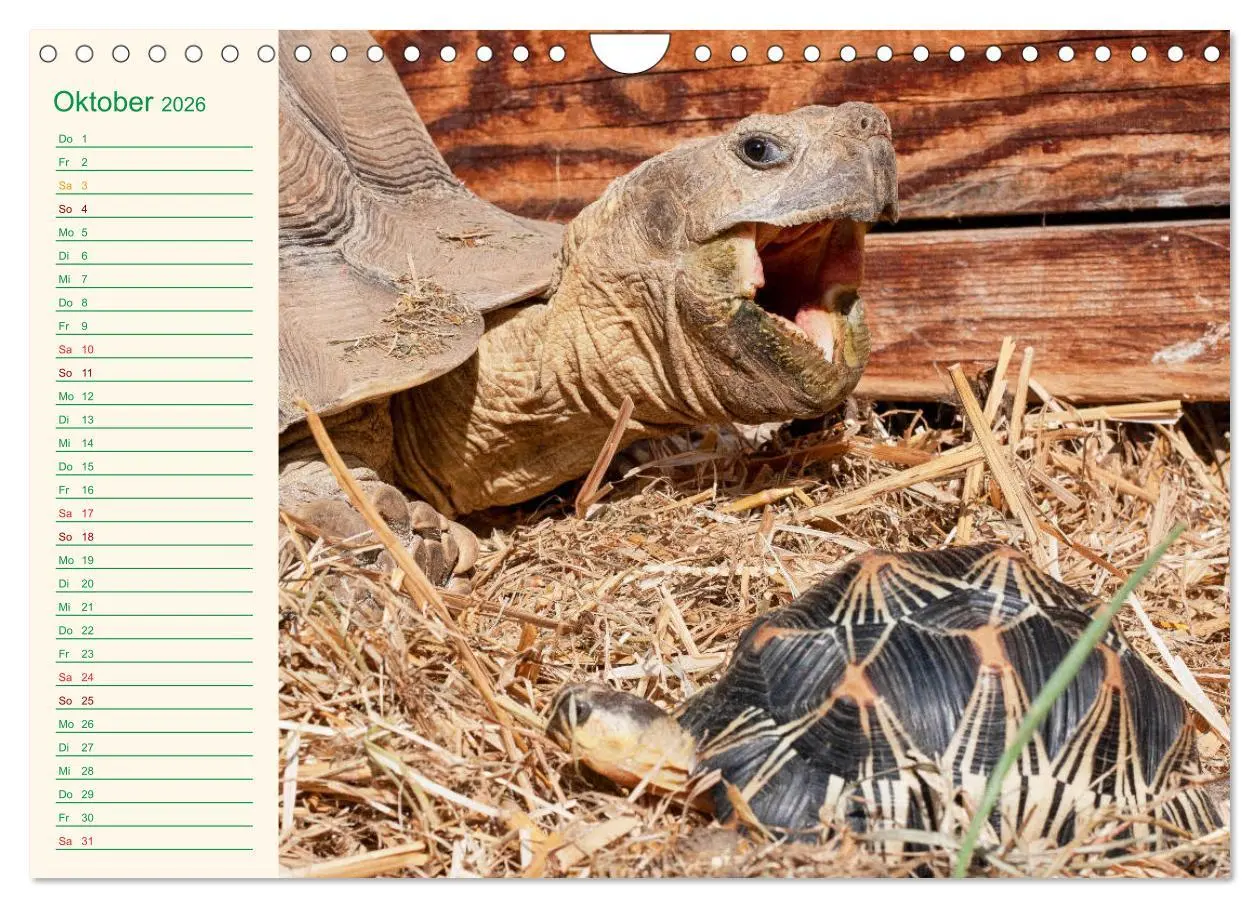 Bild: 9783457701799 | Meine Schildkröten - Geburtstagskalender (Wandkalender 2026 DIN A4...