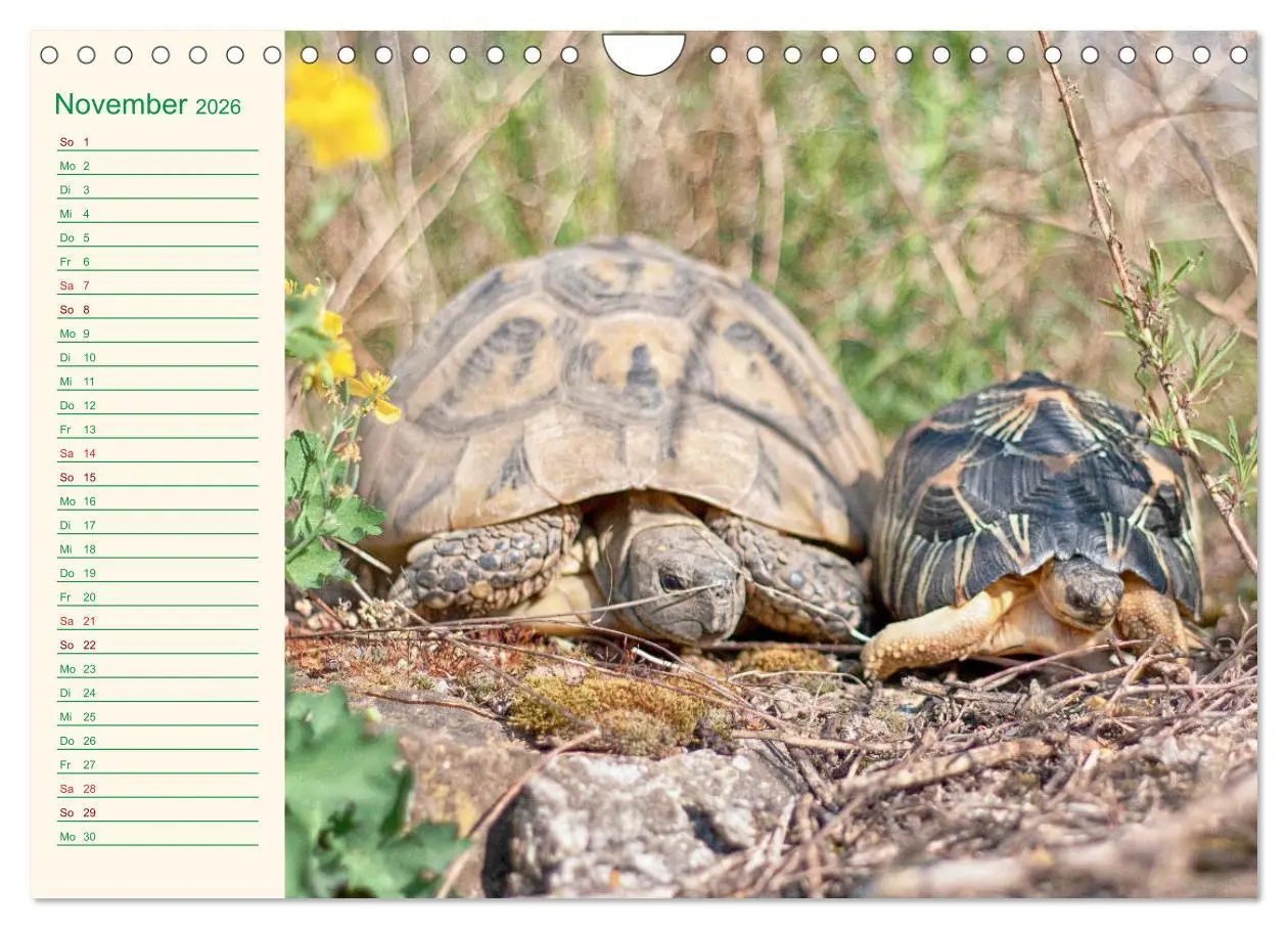 Bild: 9783457701799 | Meine Schildkröten - Geburtstagskalender (Wandkalender 2026 DIN A4...