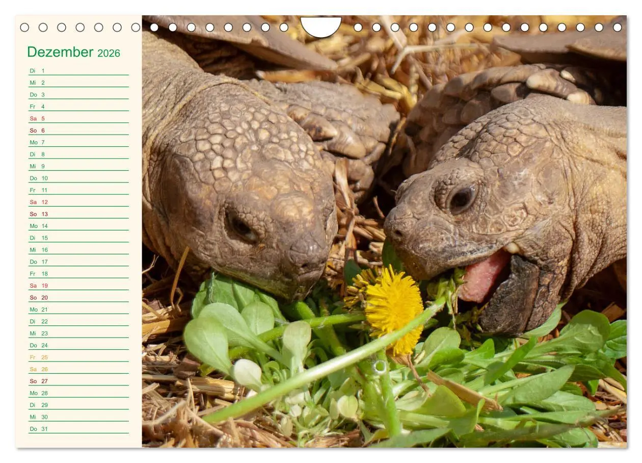 Bild: 9783457701799 | Meine Schildkröten - Geburtstagskalender (Wandkalender 2026 DIN A4...