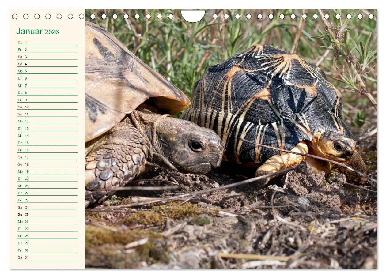 Bild: 9783457701799 | Meine Schildkröten - Geburtstagskalender (Wandkalender 2026 DIN A4...