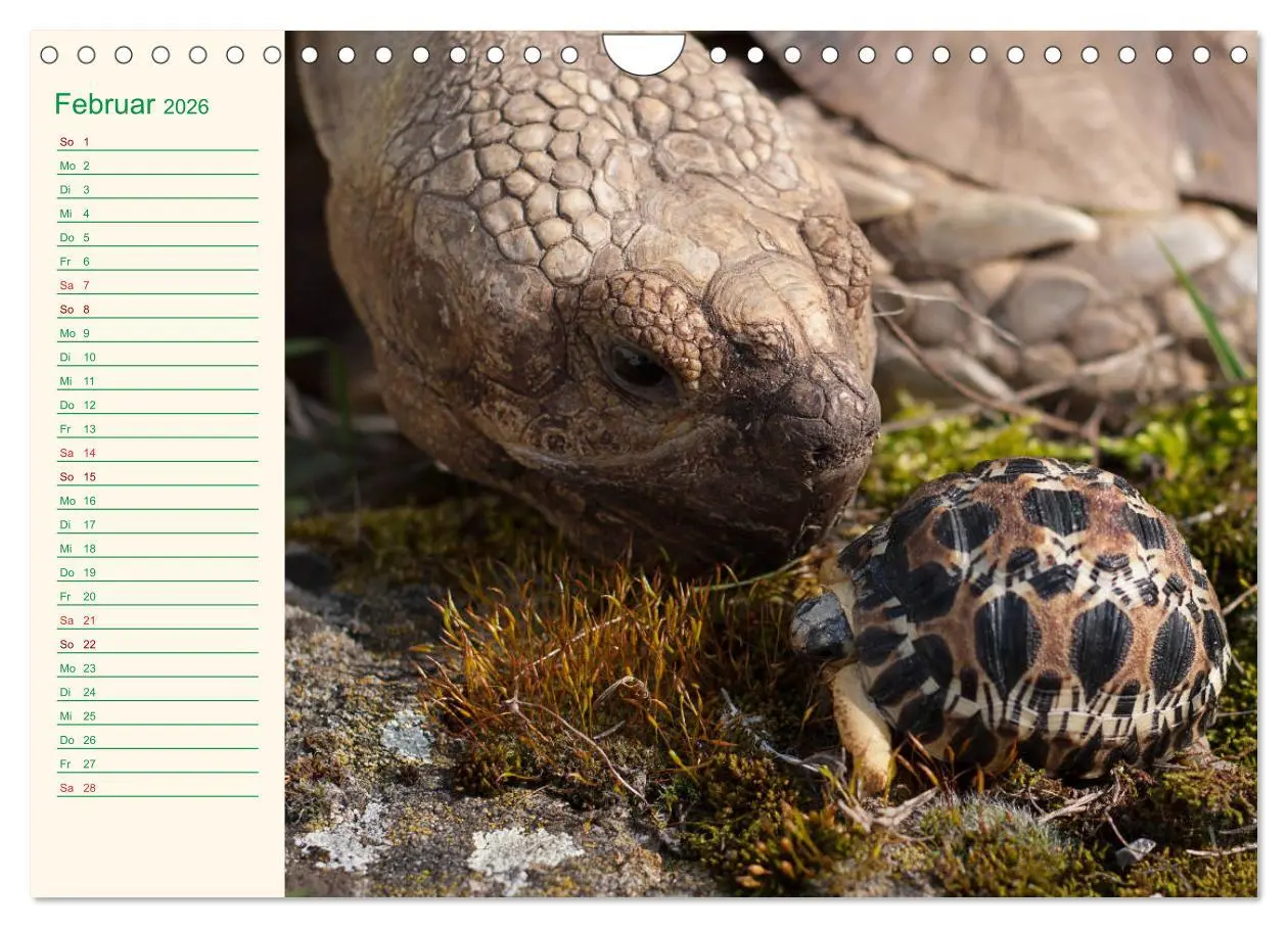 Bild: 9783457701799 | Meine Schildkröten - Geburtstagskalender (Wandkalender 2026 DIN A4...