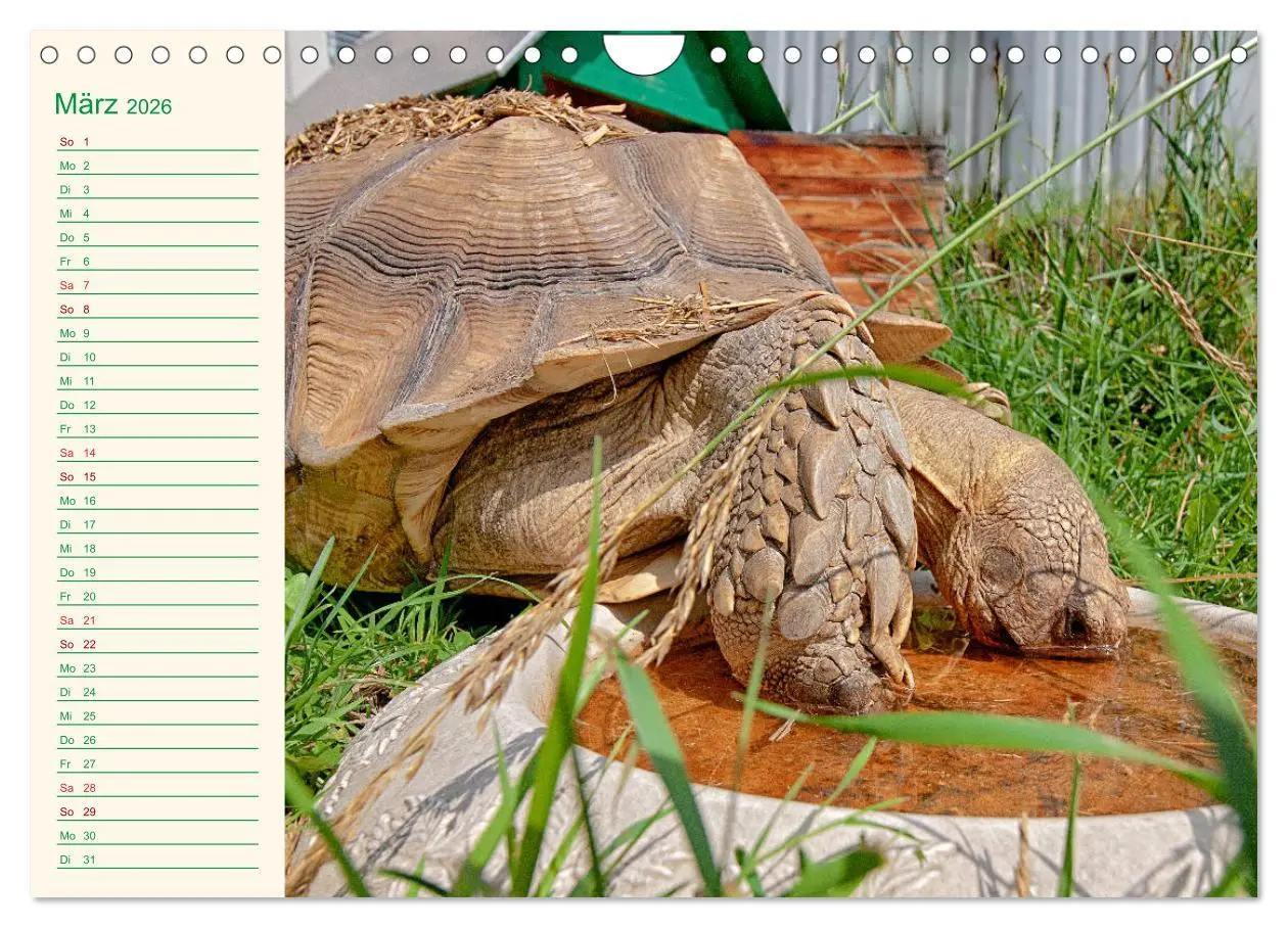 Bild: 9783457701799 | Meine Schildkröten - Geburtstagskalender (Wandkalender 2026 DIN A4...