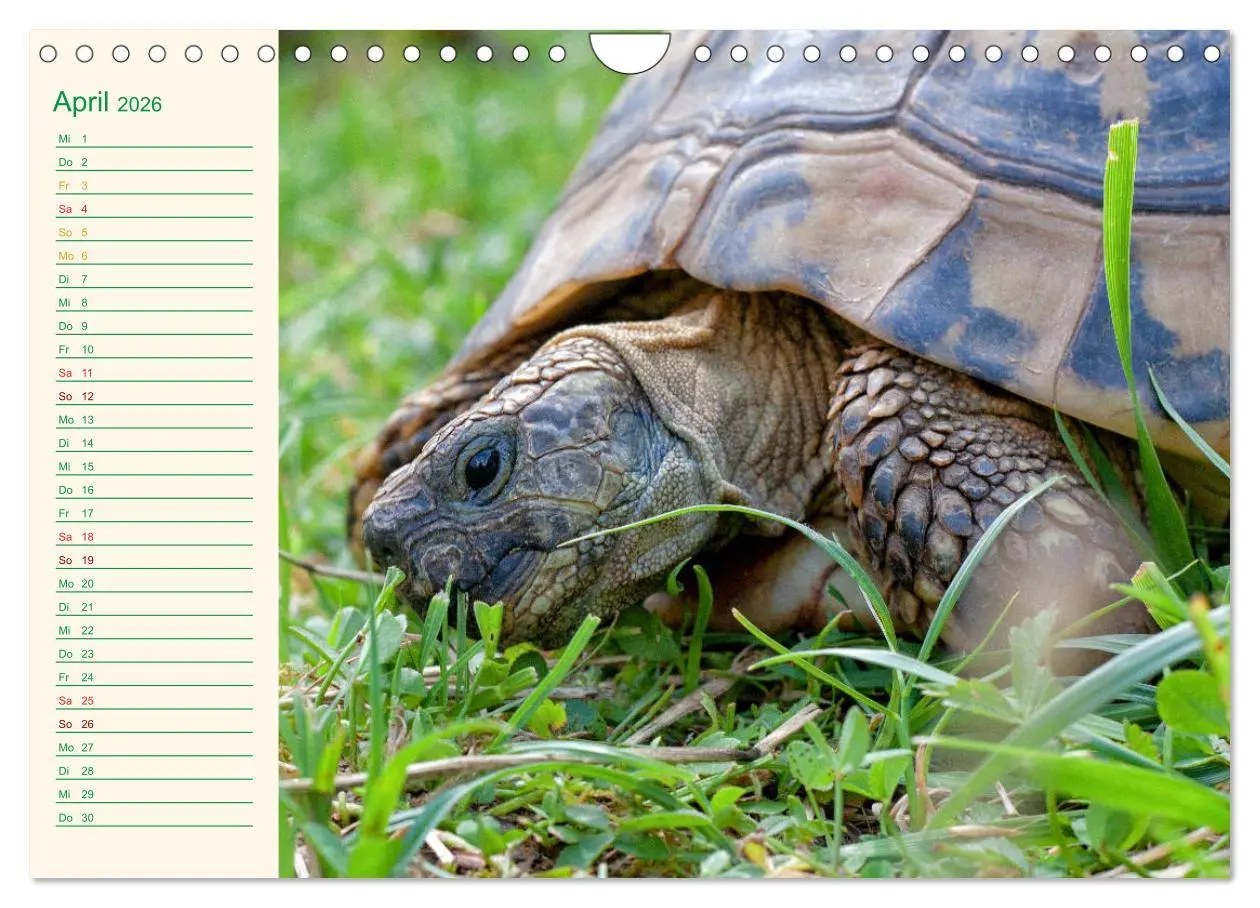 Bild: 9783457701799 | Meine Schildkröten - Geburtstagskalender (Wandkalender 2026 DIN A4...