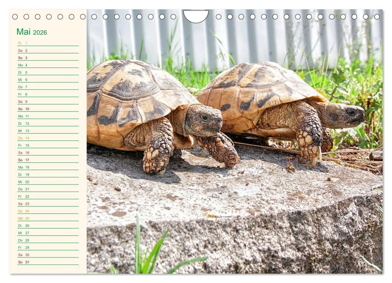 Bild: 9783457701799 | Meine Schildkröten - Geburtstagskalender (Wandkalender 2026 DIN A4...