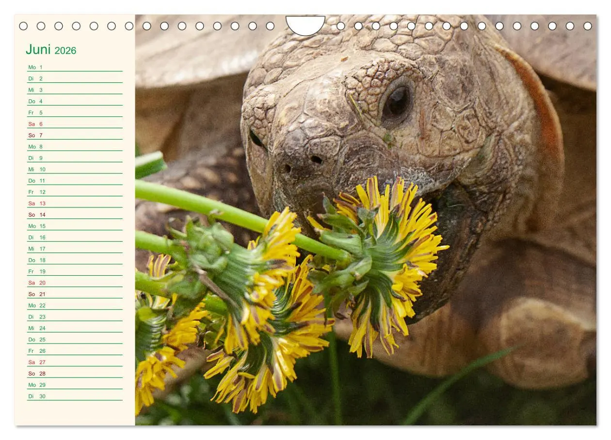 Bild: 9783457701799 | Meine Schildkröten - Geburtstagskalender (Wandkalender 2026 DIN A4...