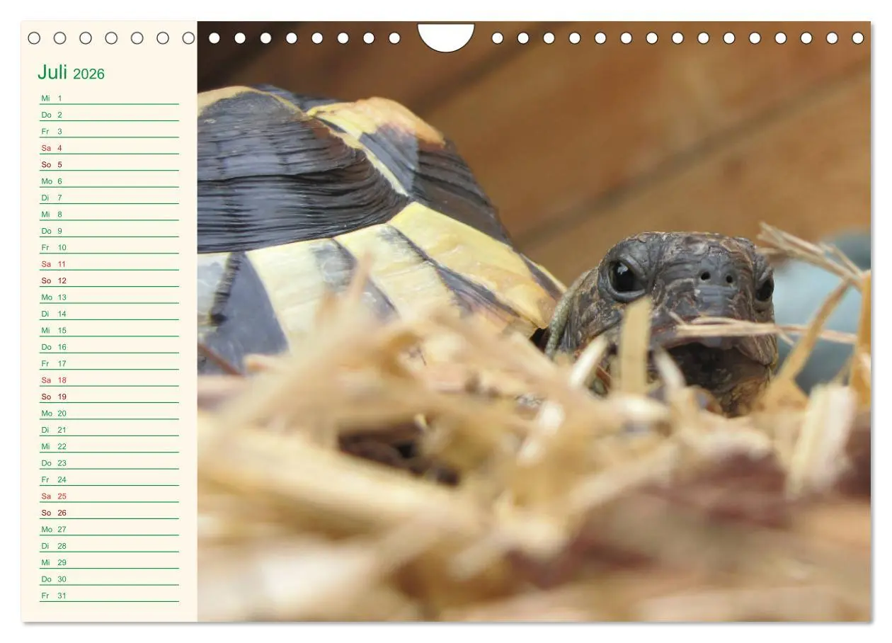 Bild: 9783457701799 | Meine Schildkröten - Geburtstagskalender (Wandkalender 2026 DIN A4...