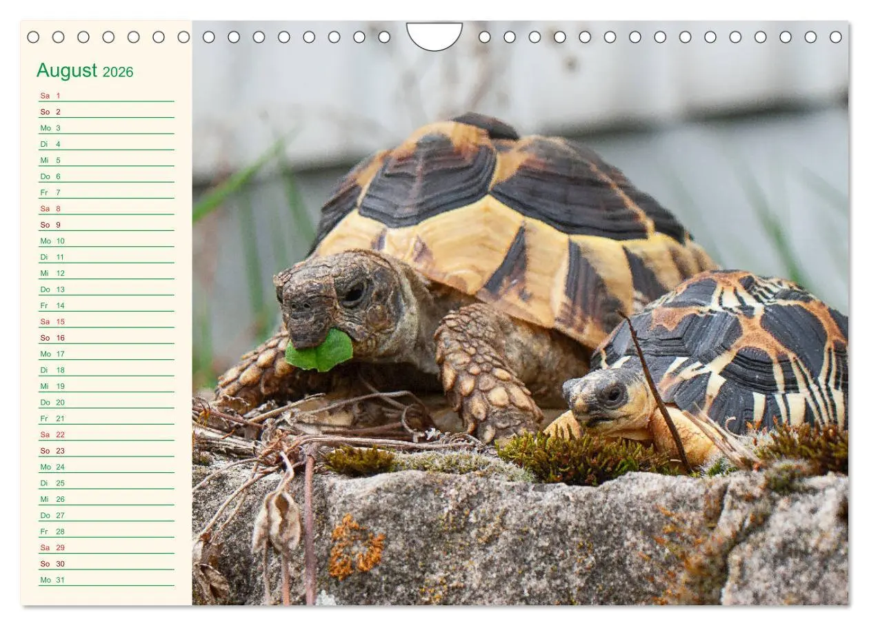 Bild: 9783457701799 | Meine Schildkröten - Geburtstagskalender (Wandkalender 2026 DIN A4...