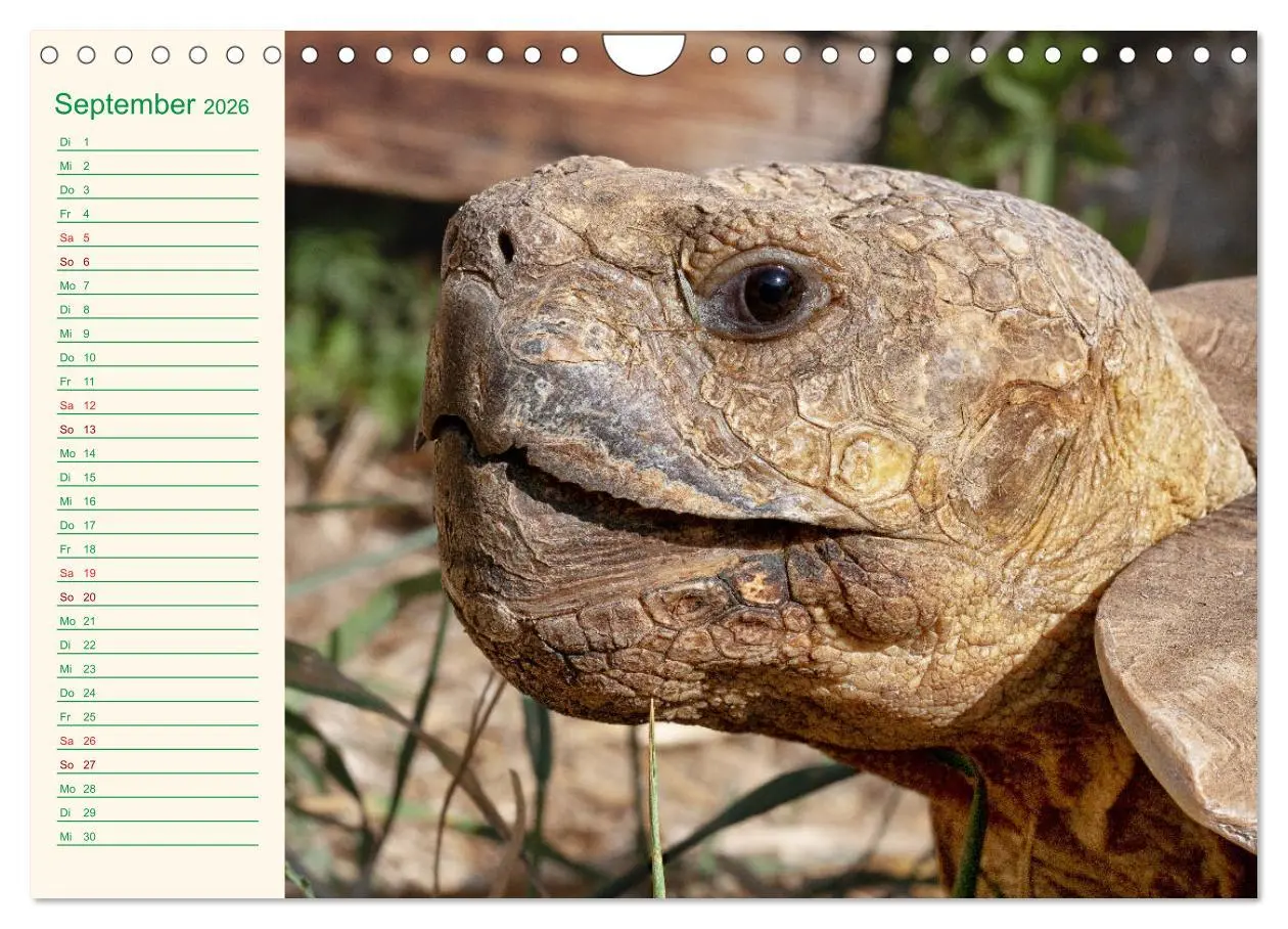 Bild: 9783457701799 | Meine Schildkröten - Geburtstagskalender (Wandkalender 2026 DIN A4...