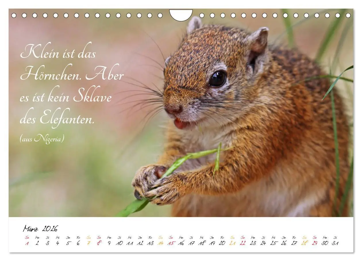 Bild: 9783457861899 | AFRIKA - Kontinent der Poesie (Wandkalender 2026 DIN A4 quer),...